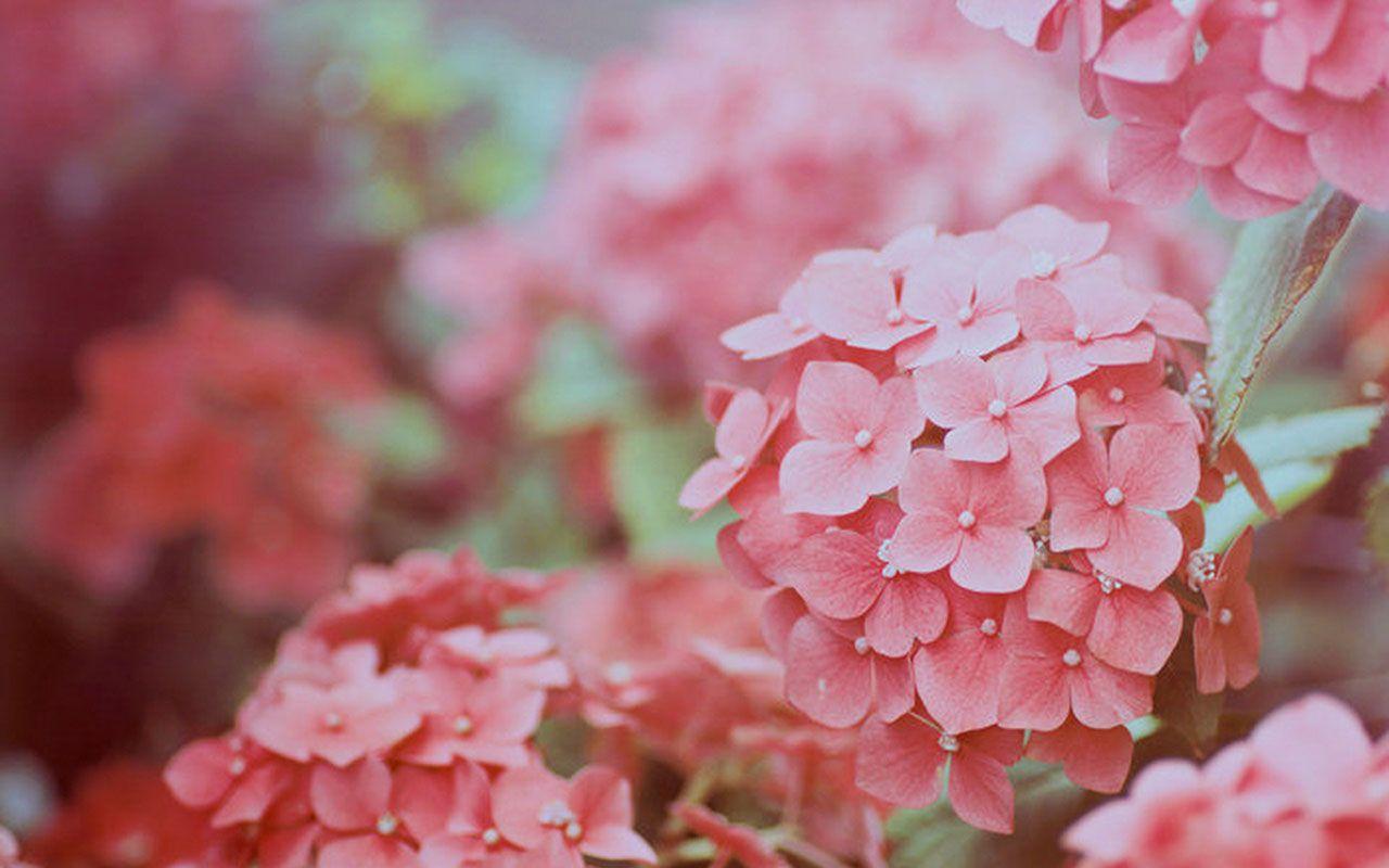 Pink Hydrangea Wallpapers - Top Free Pink Hydrangea Backgrounds