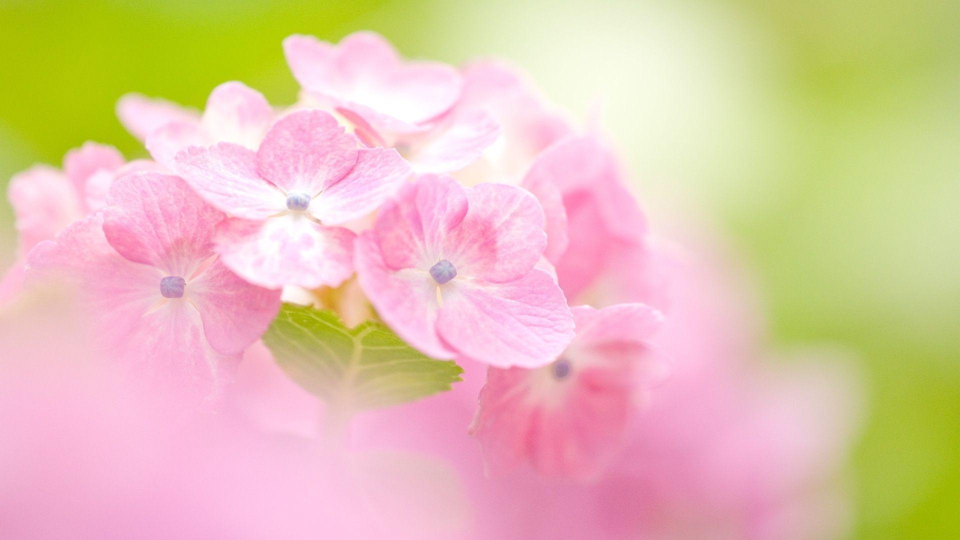 1920x1080 Pink Hydrangea Wallpaper