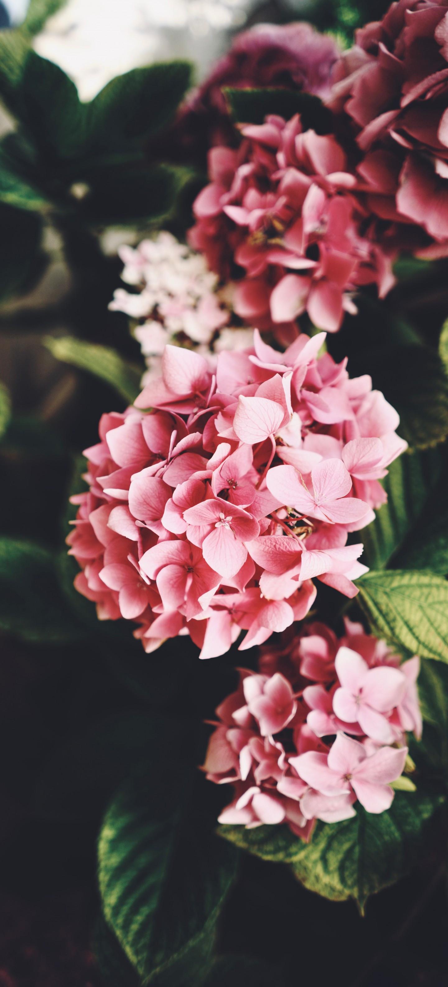 1440x3168 Download 1440x3168 Pink Hydrangea, Leaves, Bloom Wallpaper for OnePlus 8 Pro, Oppo Find X2