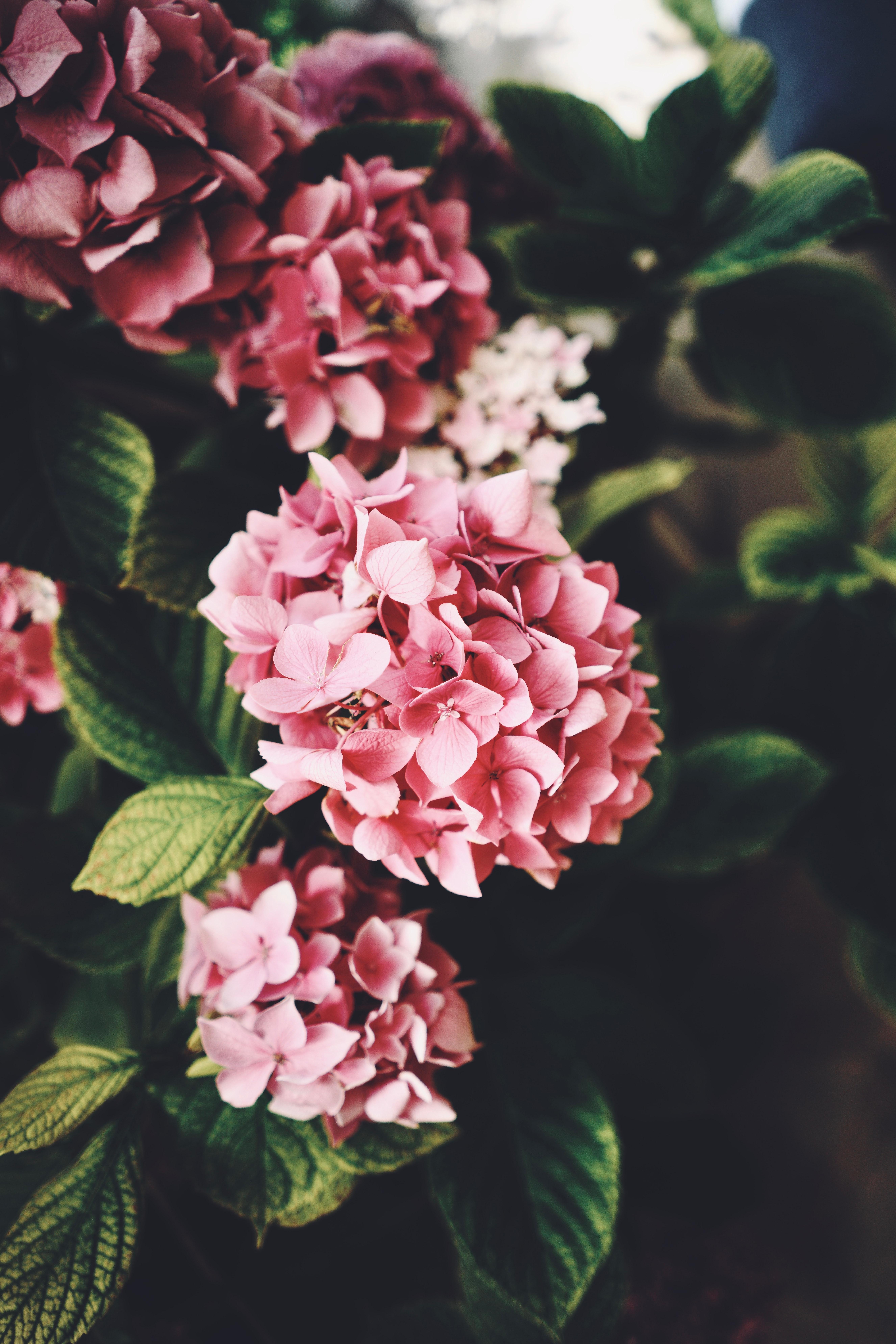 5304x7952 Wallpaper Leaves, Bloom, Pink Hydrangea:5304x7952