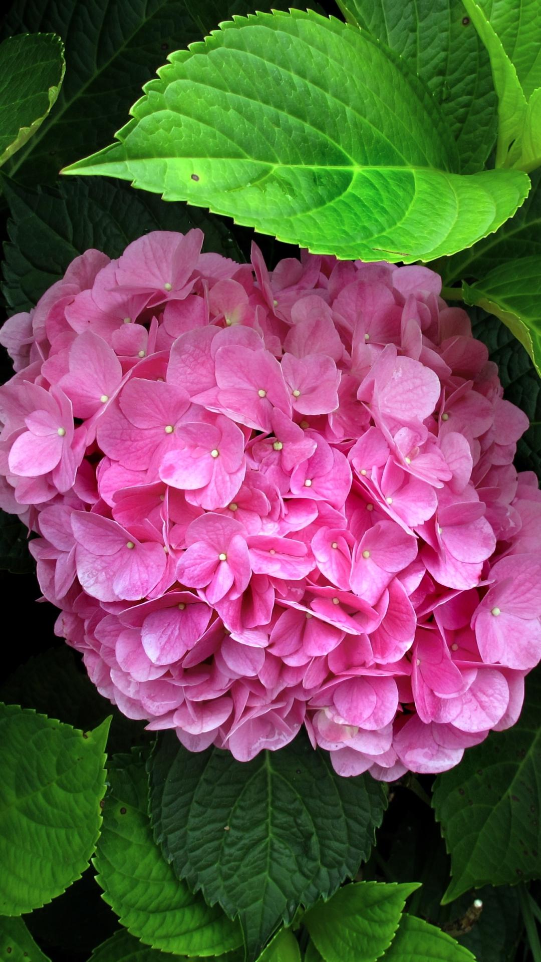 Pink Hydrangea Wallpapers - Top Free Pink Hydrangea Backgrounds