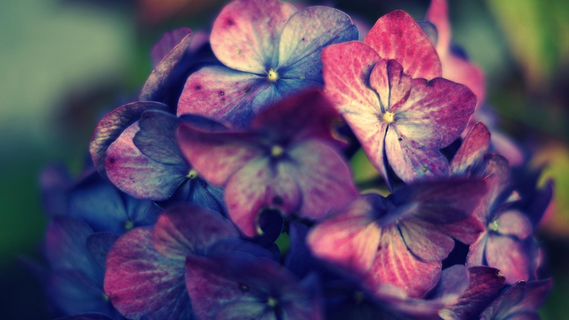 Pink Hydrangea Wallpapers - Top Free Pink Hydrangea Backgrounds