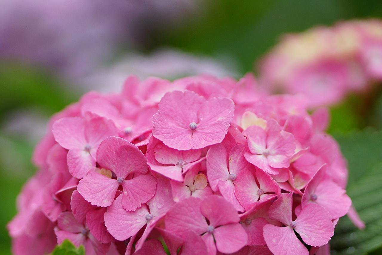 Pink Hydrangea Wallpapers Top Free Pink Hydrangea Backgrounds