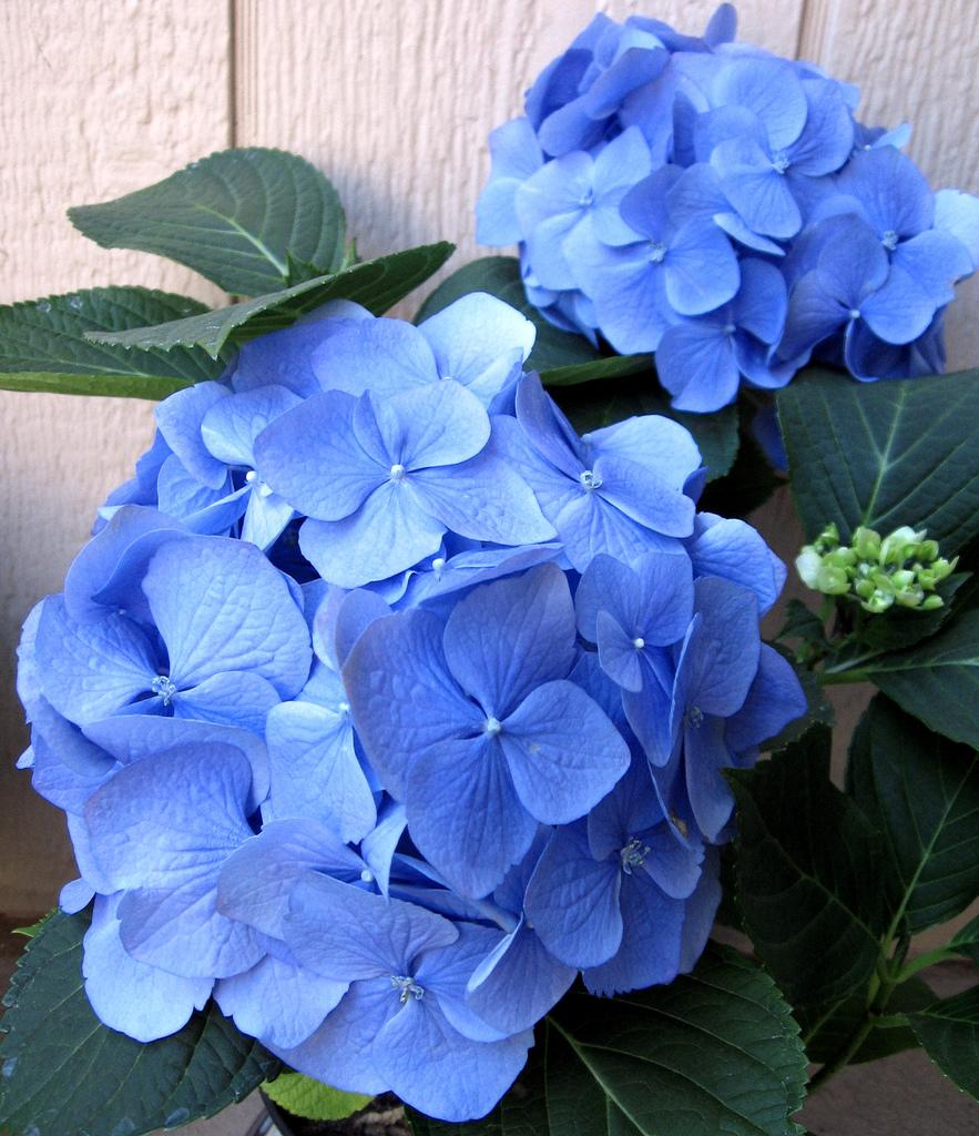 883x1024 How to Prolong the life of Hydrangea Cut Flowers