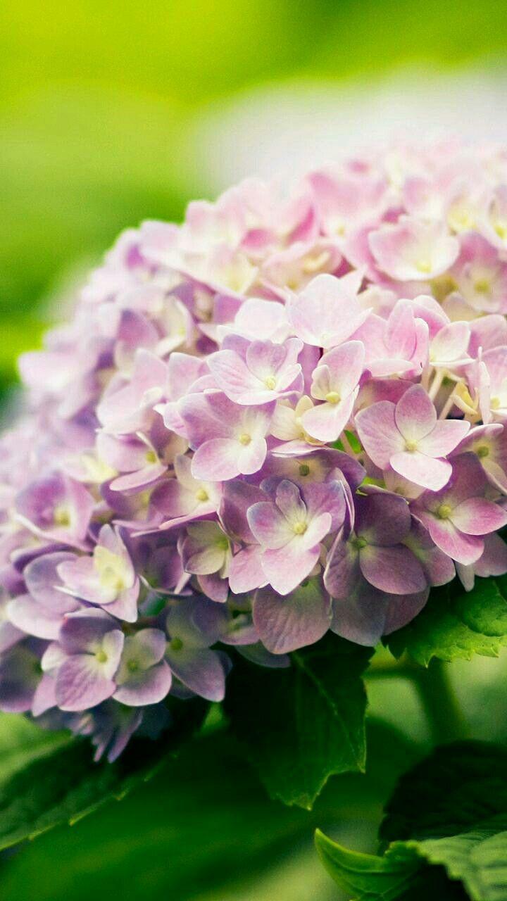 720x1280 FLOWERS WALPAPER. Flowers photography wallpaper, Hydrangea wallpaper, Flower close up