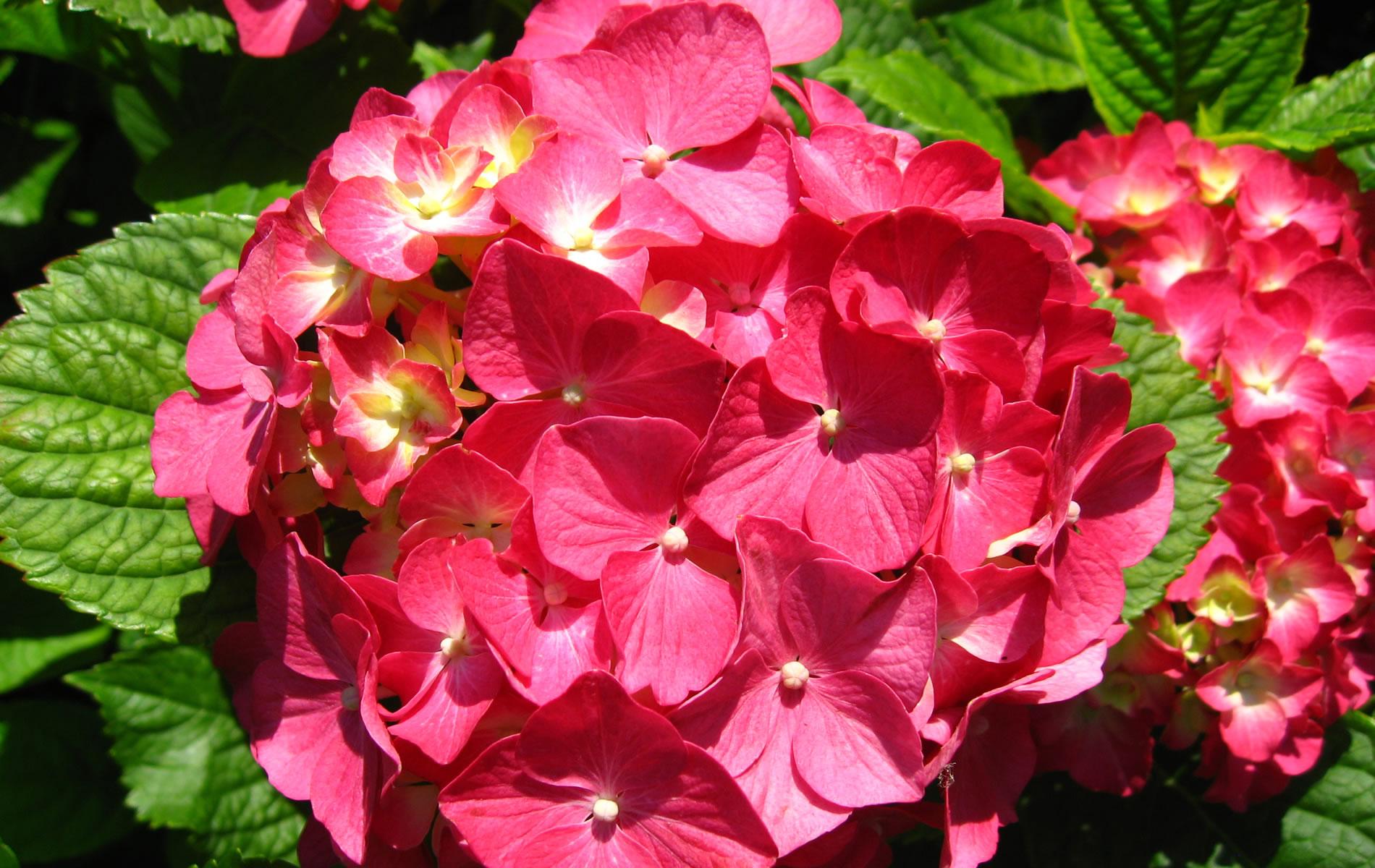 1900x1200 Ortensia (Hydrangea Hortensia) Flower Wallpaper Widescreen