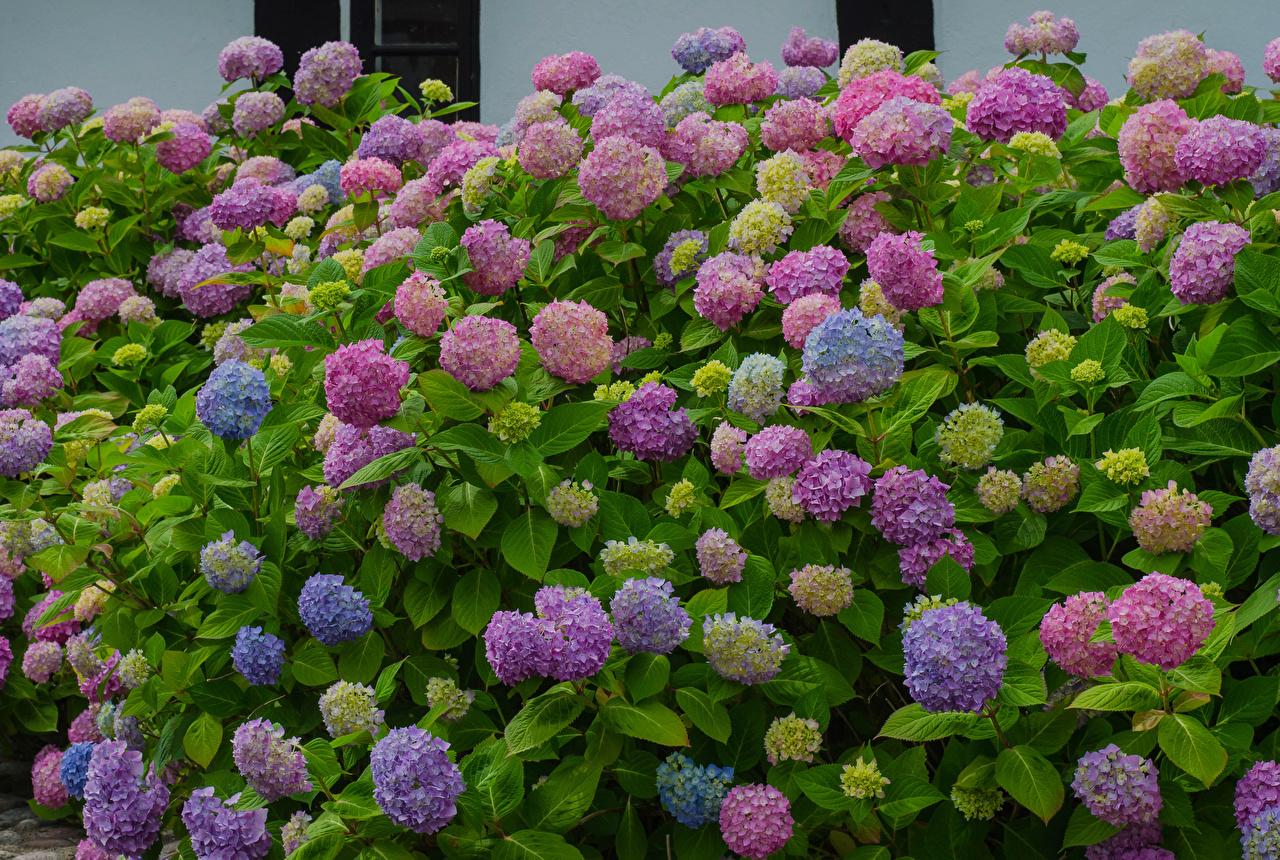 1280x860 Wallpaper Multicolor flower Hydrangea