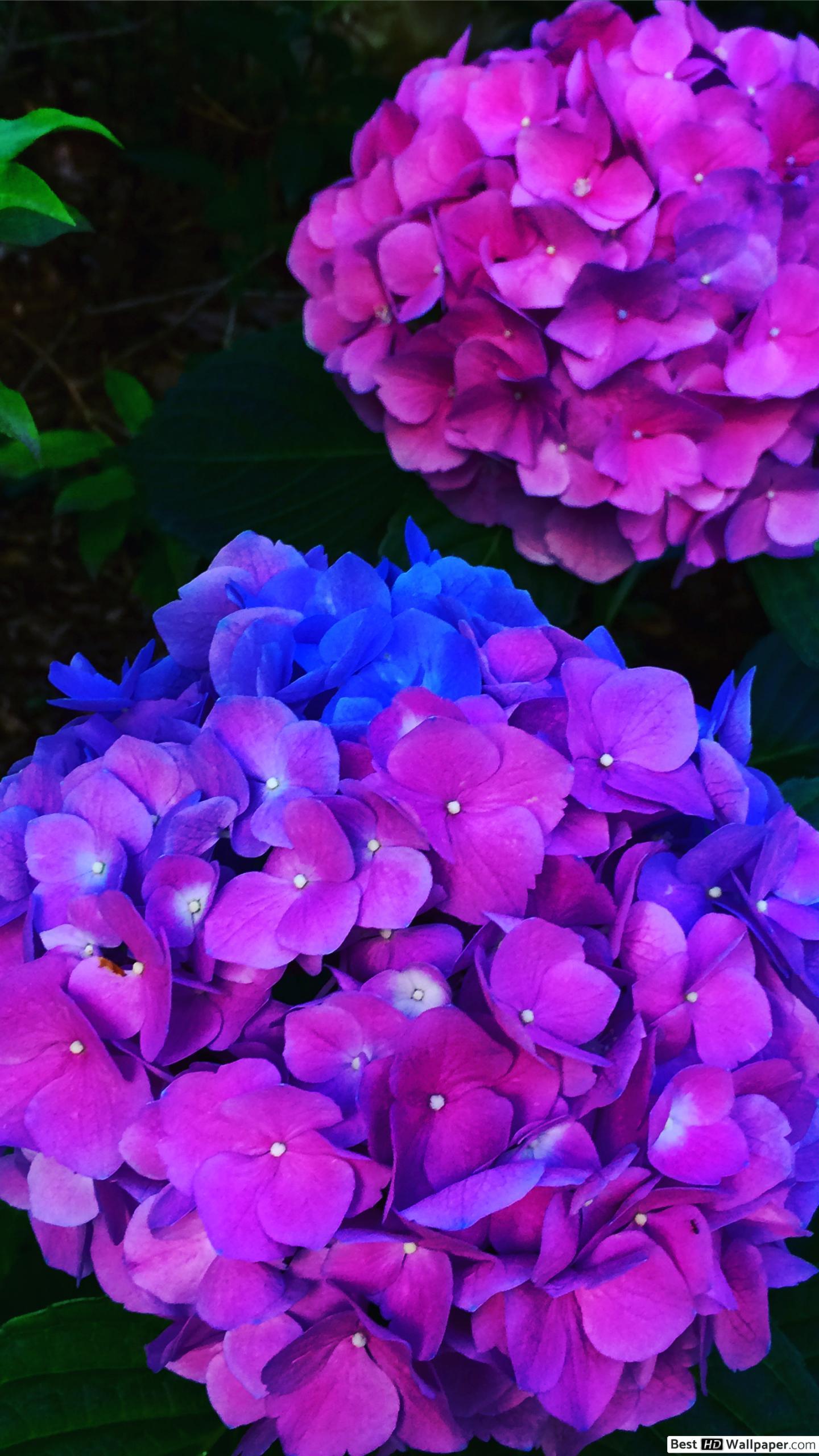 1440x2560 Beautiful hydrangea flower HD wallpaper download