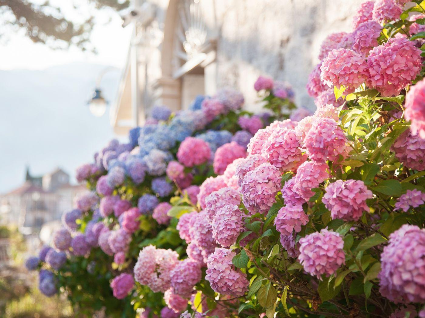 Pink Hydrangea Wallpapers Top Free Pink Hydrangea Backgrounds 