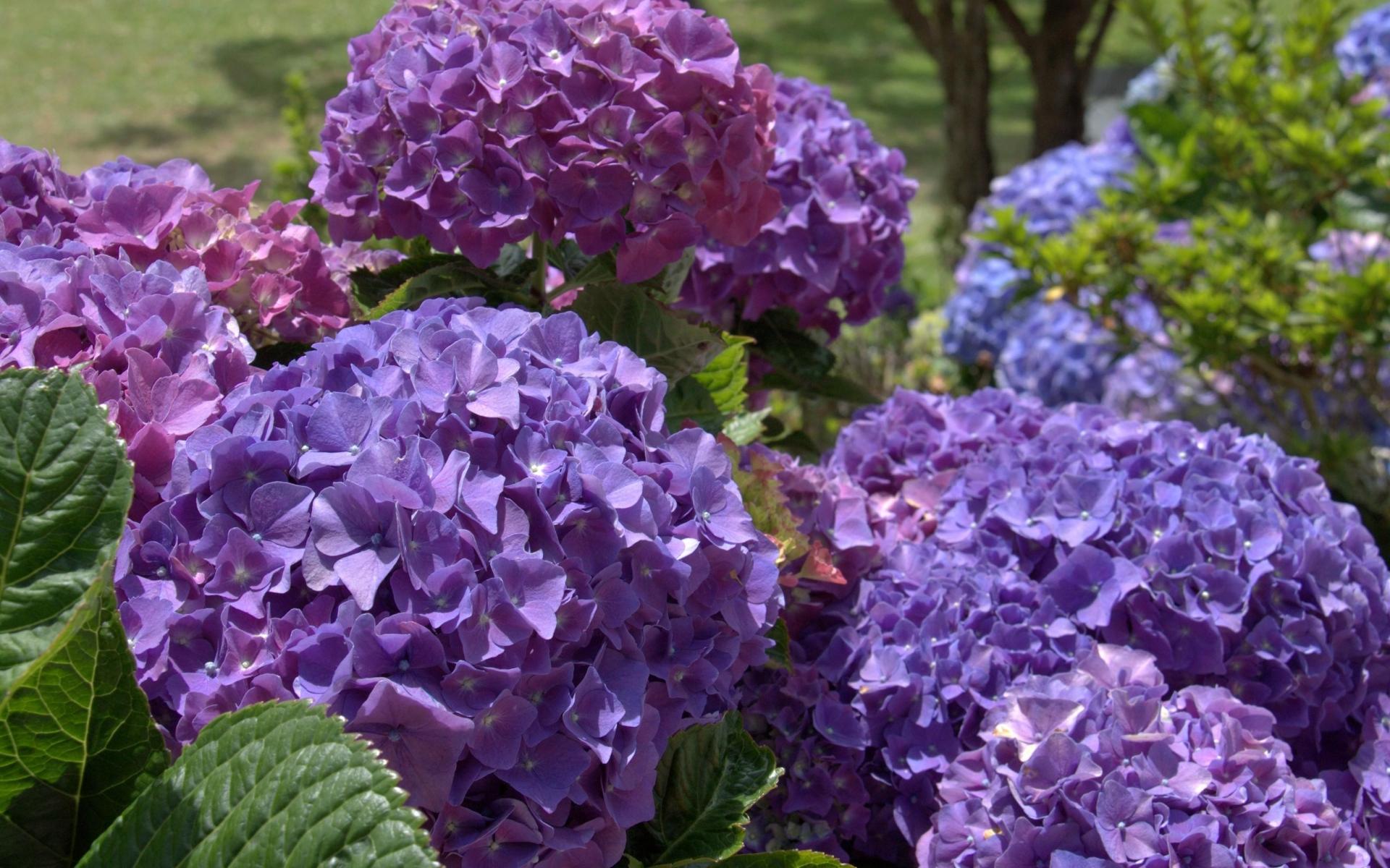 1920x1200 Beautiful HD Hydrangea Flowers Wallpaper