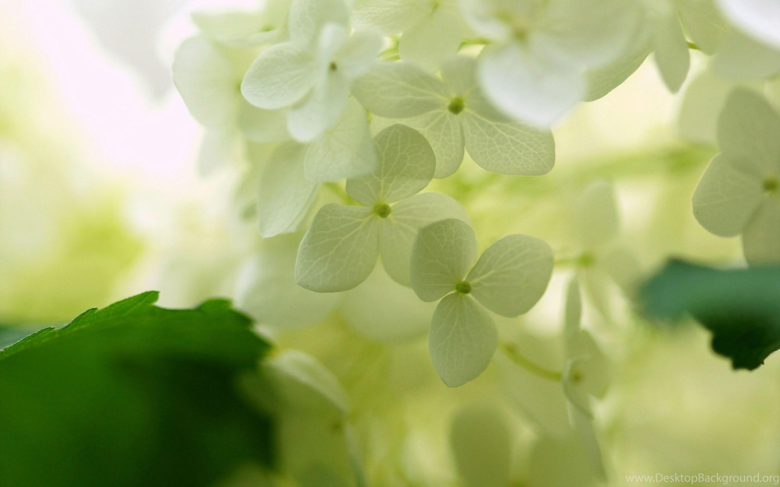 2560x1600 White Hydrangea Wallpaper Flower Wallpaper View HD Wallpaper