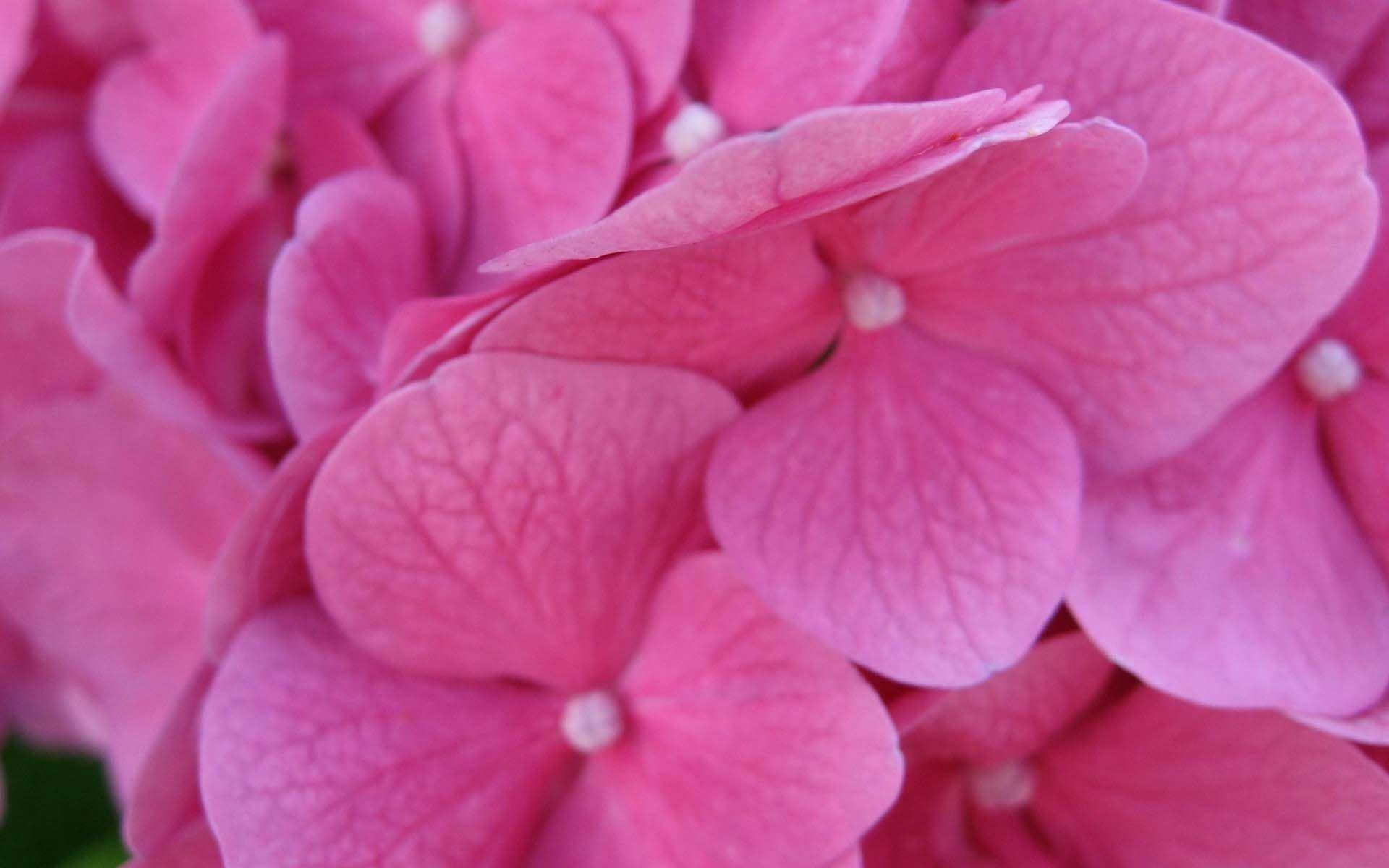 1920x1200 Hydrangea. HD Flowers Wallpaper for Mobile and Desktop