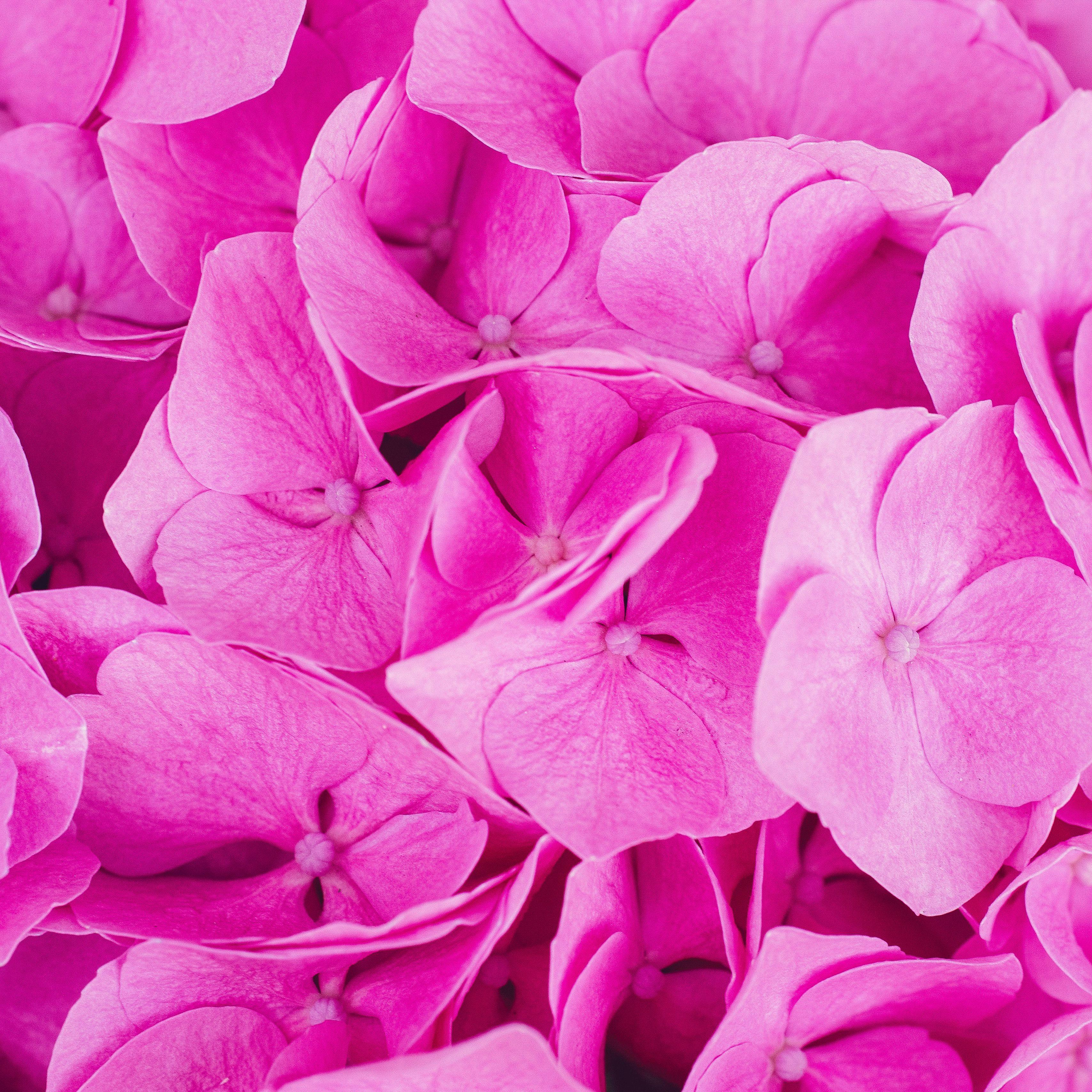 3415x3415 Download wallpaper 3415x3415 hydrangea, pink, inflorescence, petals ipad pro 12.9 retina for parallax HD background