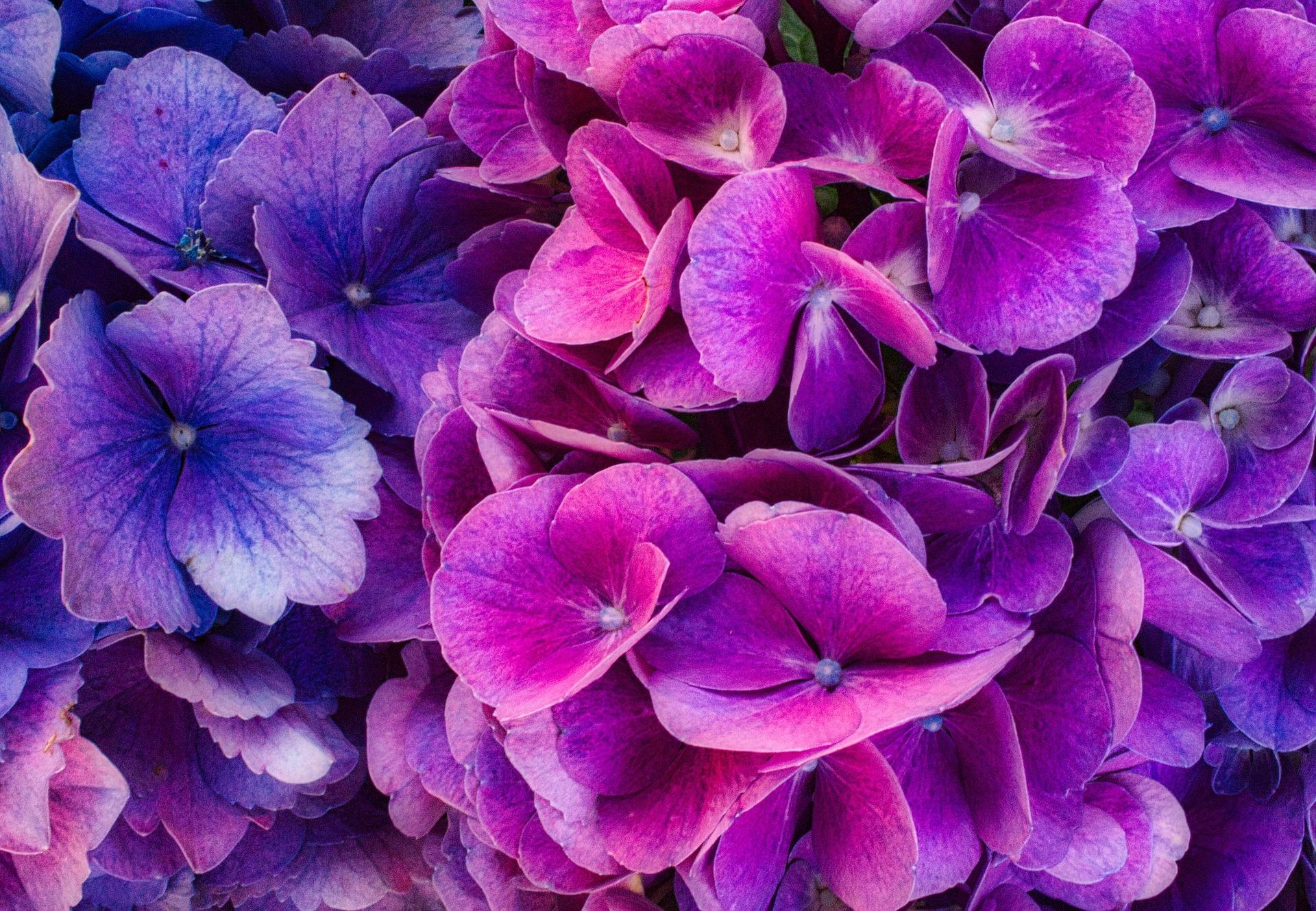 1920x1330 Nature, Flower, Hydrangea, Purple Flower wallpaper. Mocah HD Wallpaper
