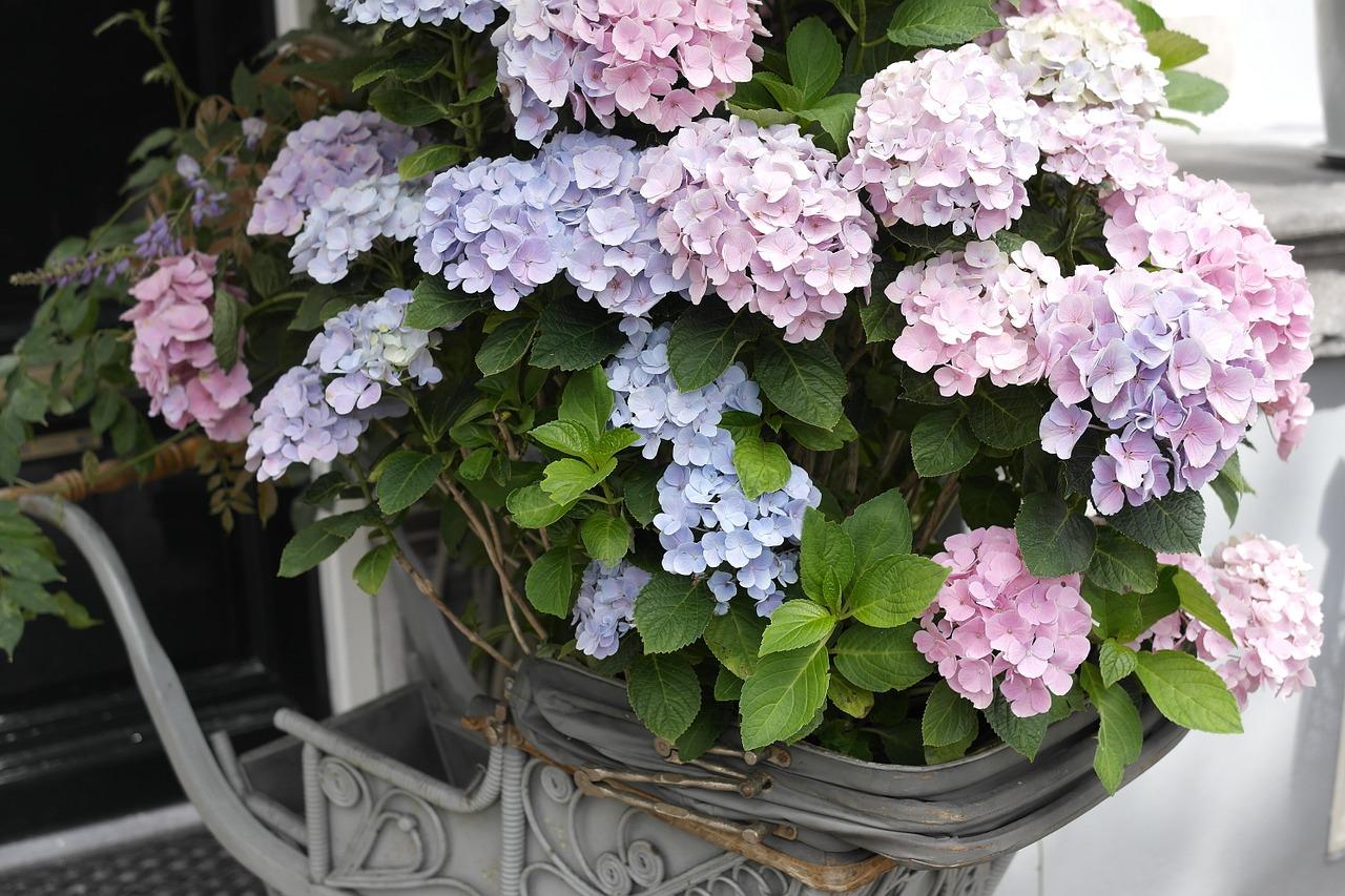 1280x853 Hydrangea Beautiful Flower Wallpaper Free Photo