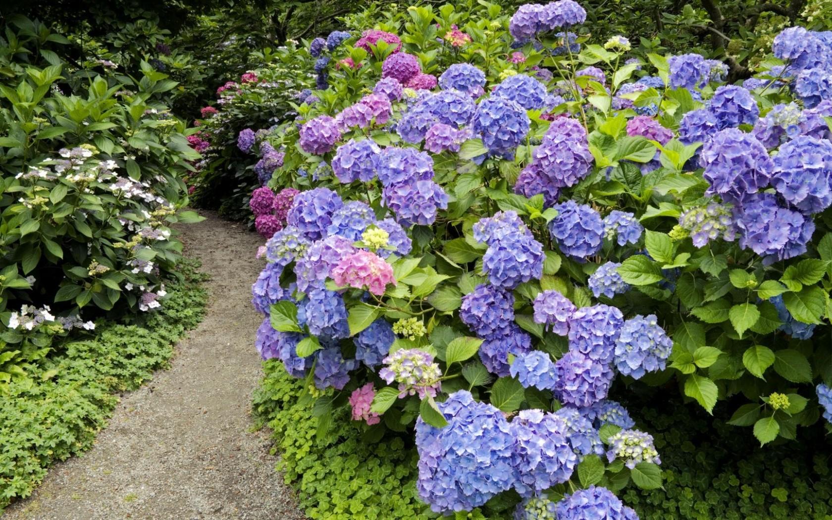 1680x1050 Wallpaper Catalogue.com Wallpaper Hydrangea In 1680x1050 Resolution