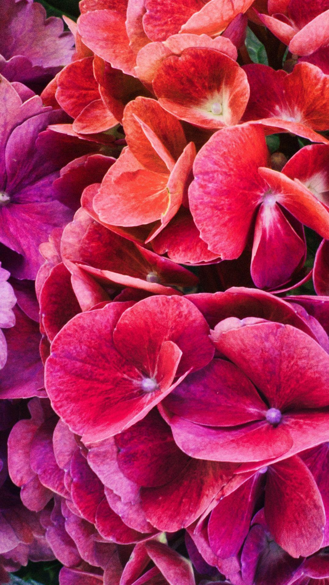 1080x1920 Colorful, flowers, close up, Hydrangeas wallpaper. Hydrangea wallpaper, Flower close up, Flowers