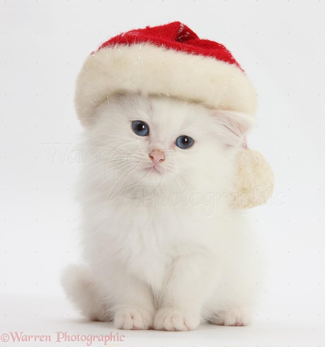 1034x1104 Meowy Christmas Kittens Photo