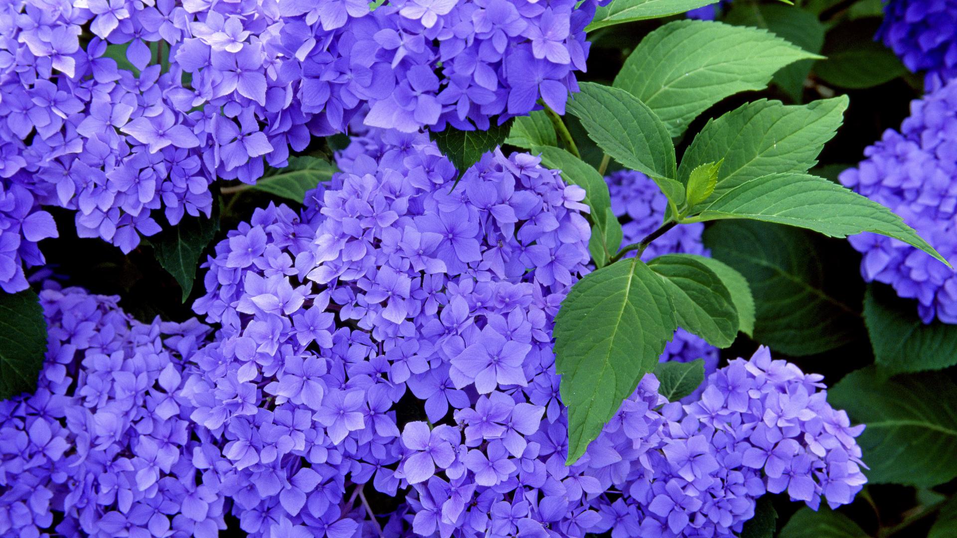 1920x1080 Hydrangea wallpaperx1080