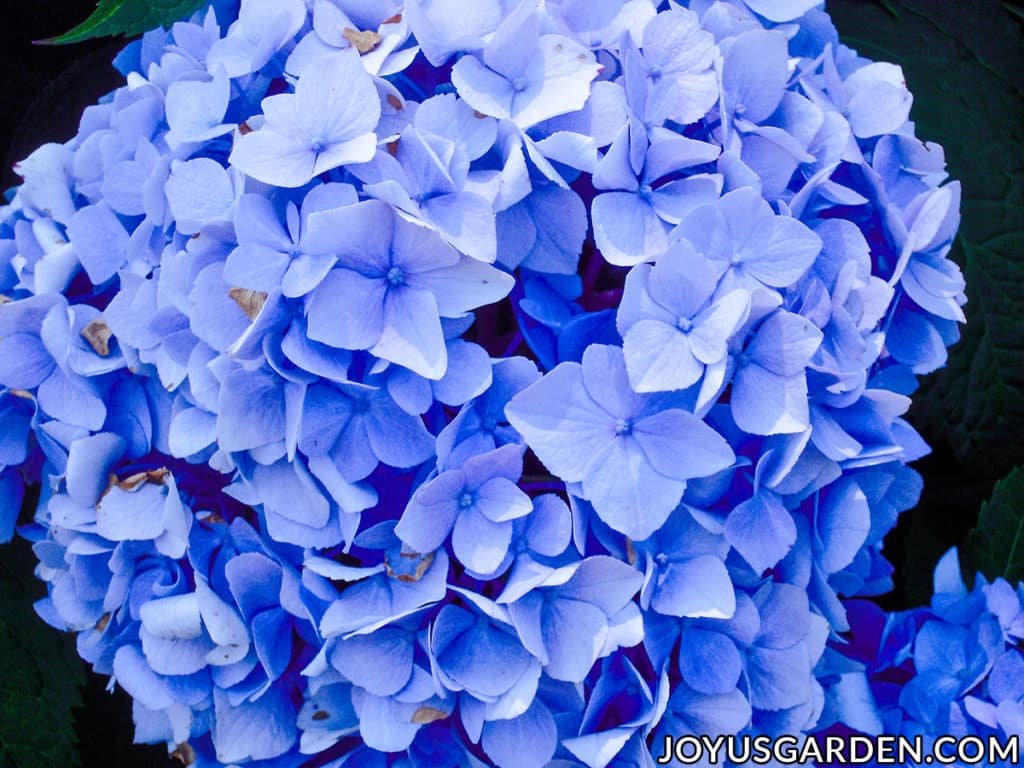 1024x768 Hydrangea Color Change: How to Turn the Flowers Blue