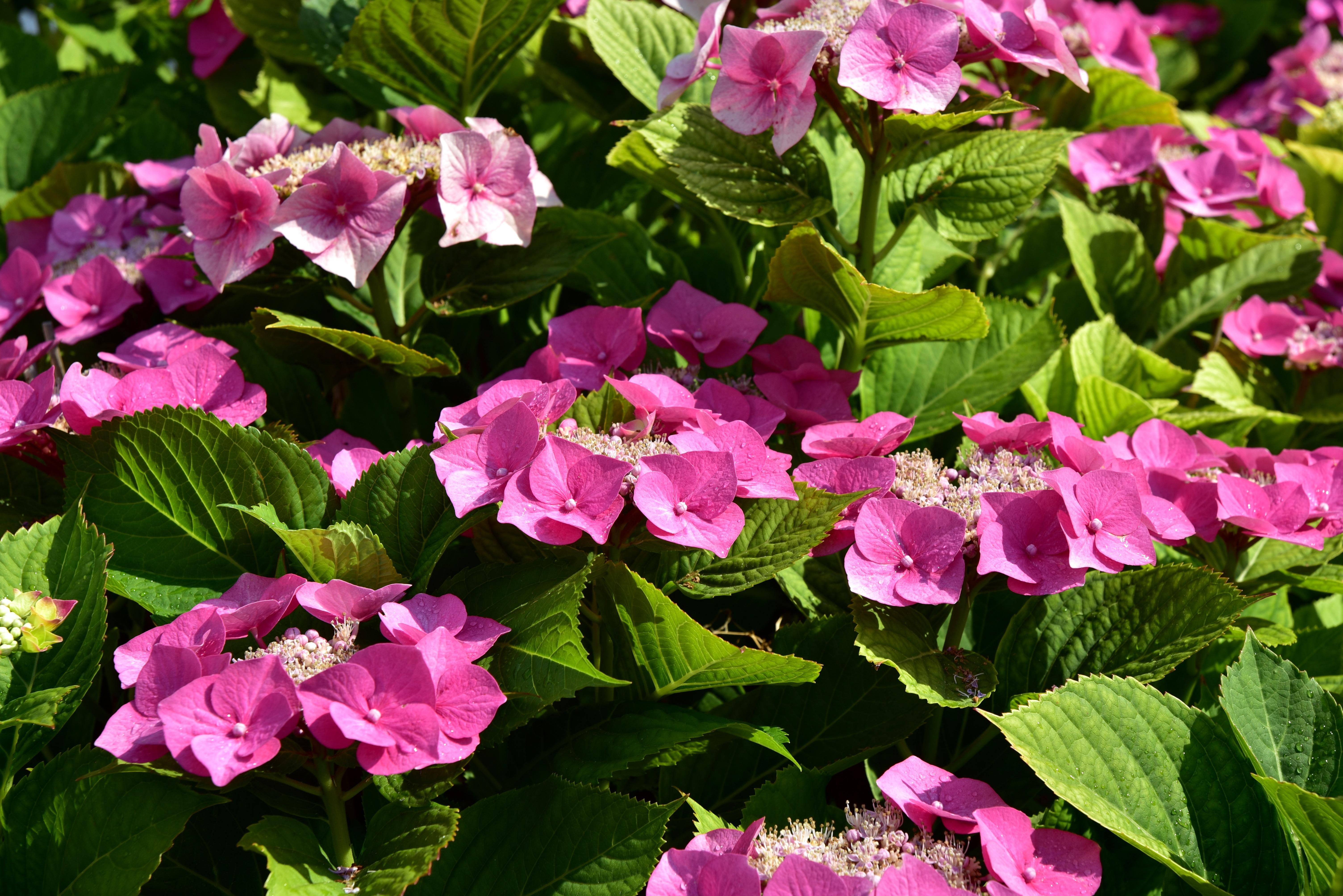 6016x4016 Hydrangea, Flower, Pink Flower wallpaper