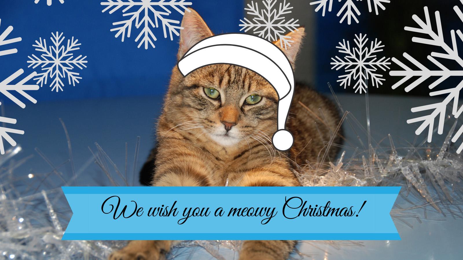 Meowy Christmas Wallpapers - Top Free Meowy Christmas Backgrounds ...