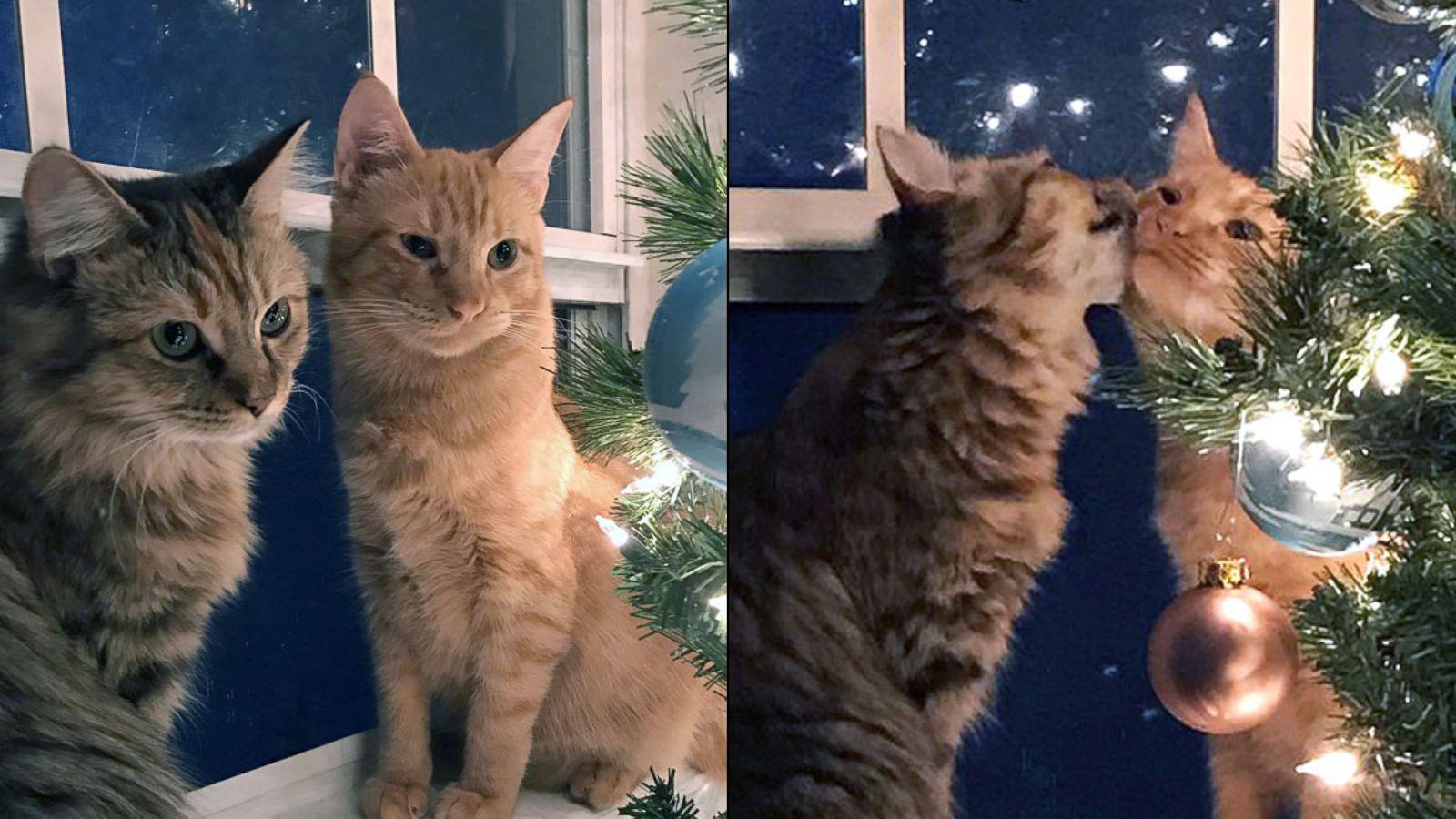 1600x900 Kittens Kissing by the Christmas Tree Are Meowy and Bright