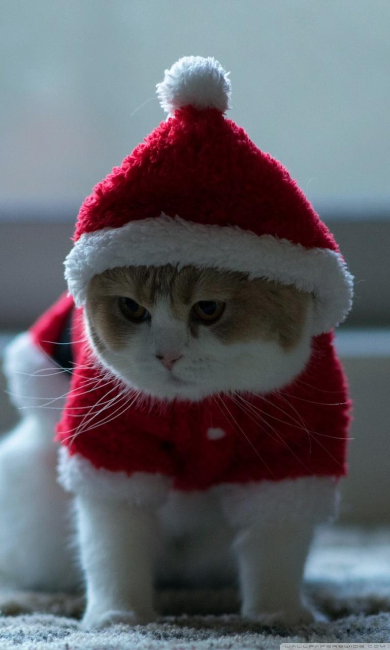 768x1280 Santa Claus Cat Ultra HD Desktop Background Wallpaper for 4K UHD TV : Widescreen & UltraWide Desktop & Laptop : Tablet