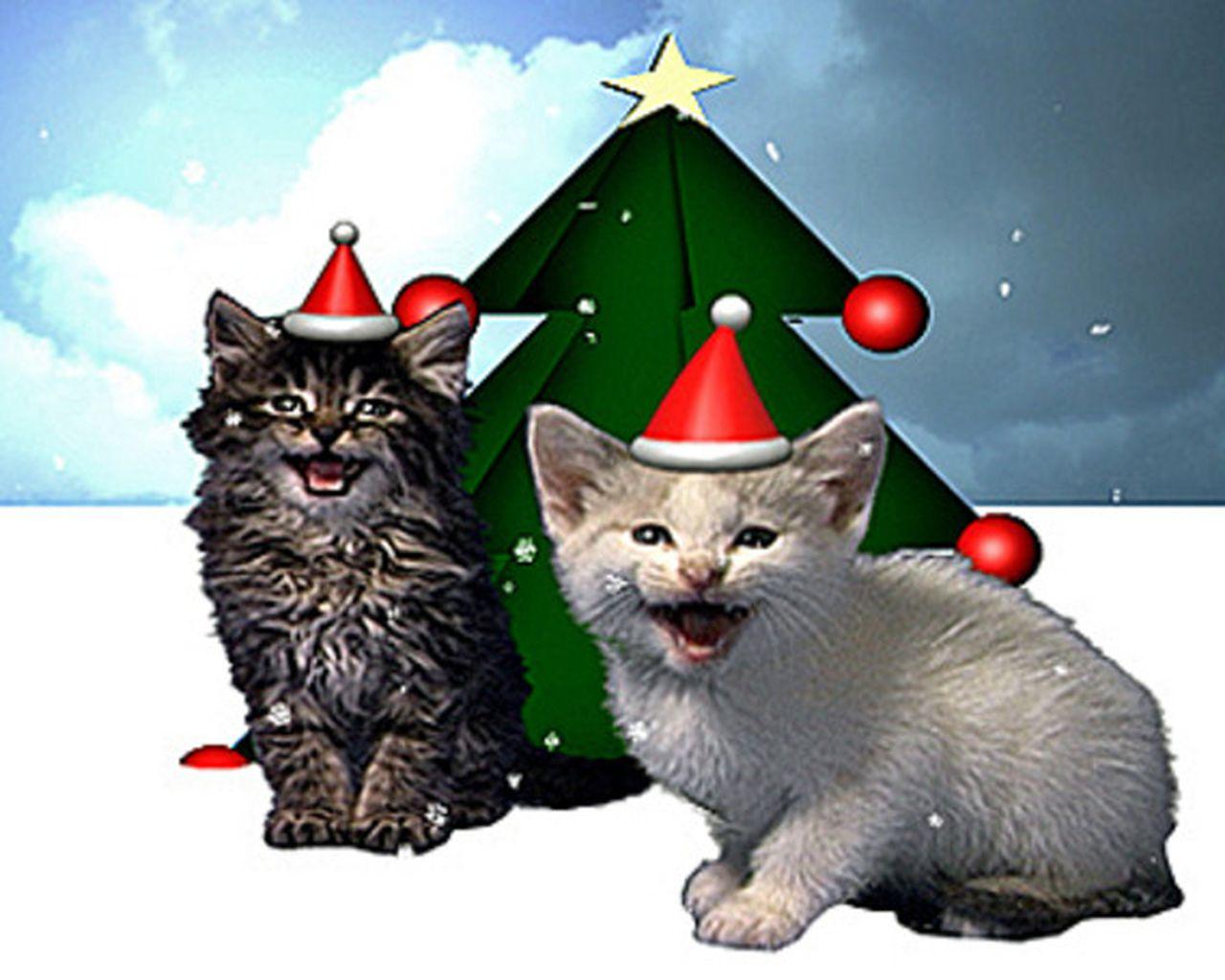 1280x1024 The jingle cats came back
