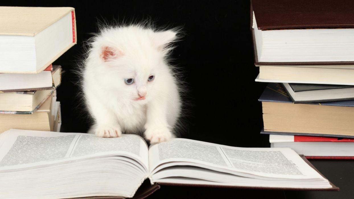 1244x700 Animals cats felines kittens cute whiskers eyes books humor funny wallpaperx1080