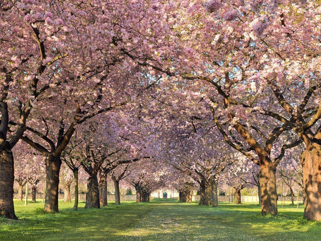 1024x768 Beautiful Spring Wallpaper