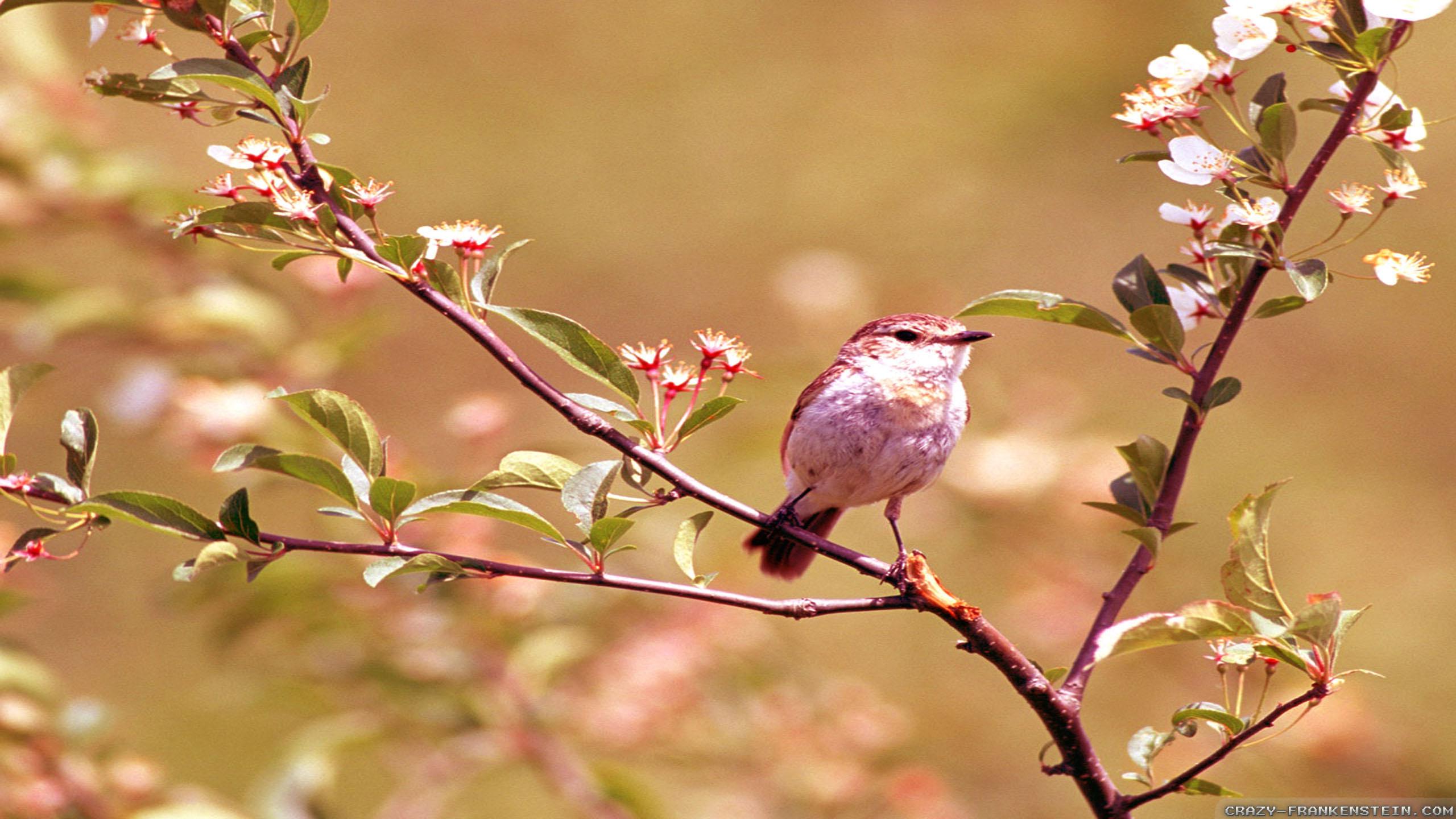 2560x1440 26++ Free Desktop Wallpaper Spring Scenes