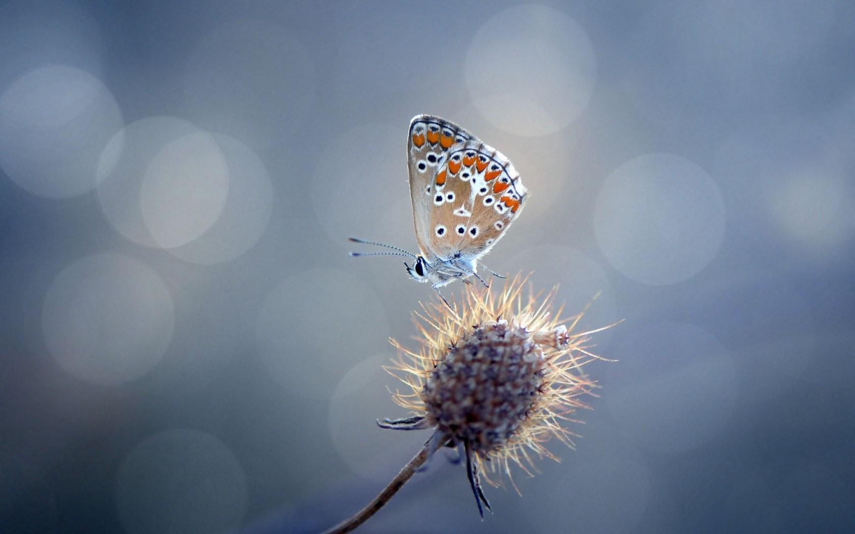 1680x1050 Beautiful Nature Up Close Wallpaper 39992 1680x1050px