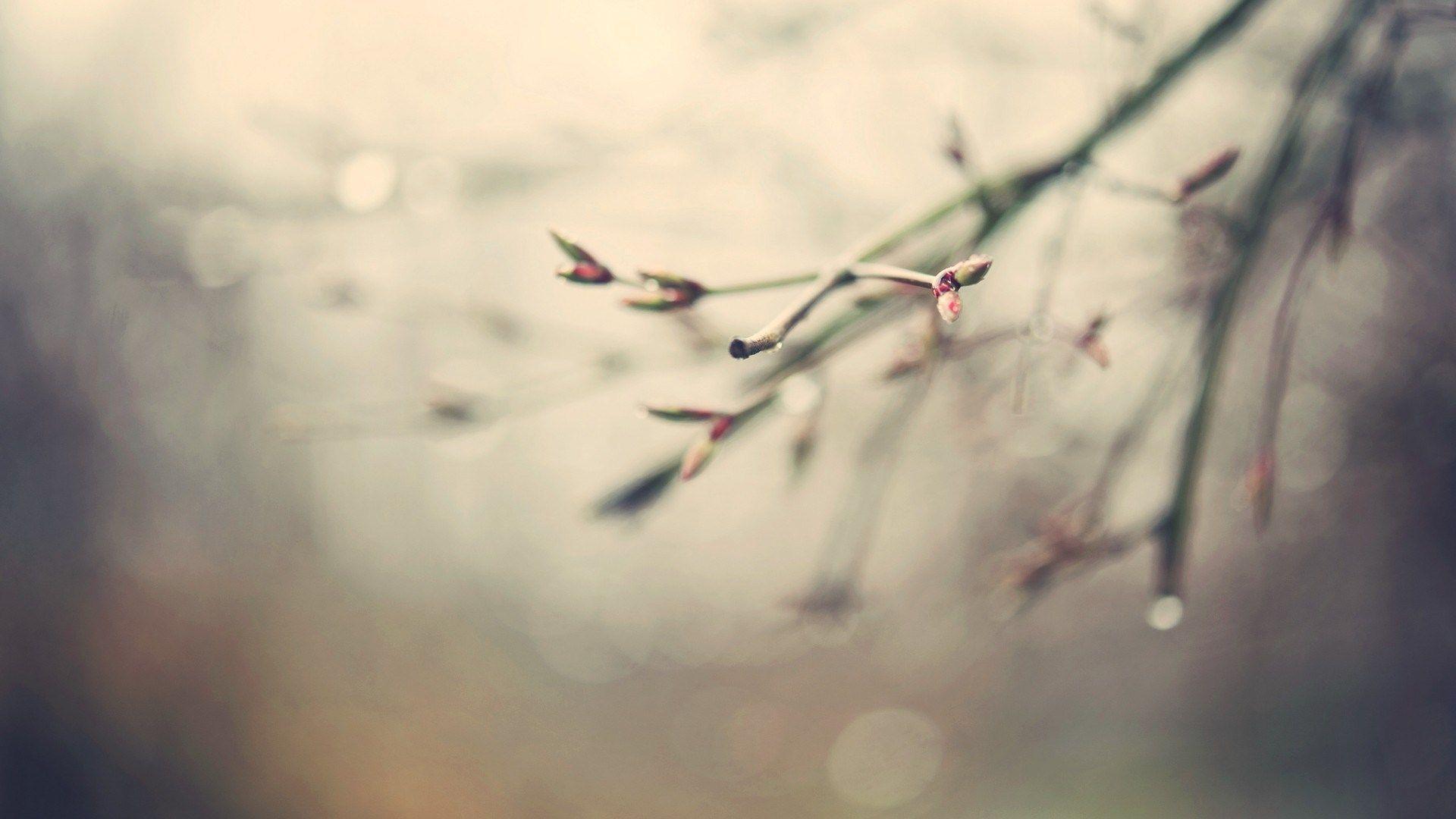 1920x1080 Close Up Wallpaper