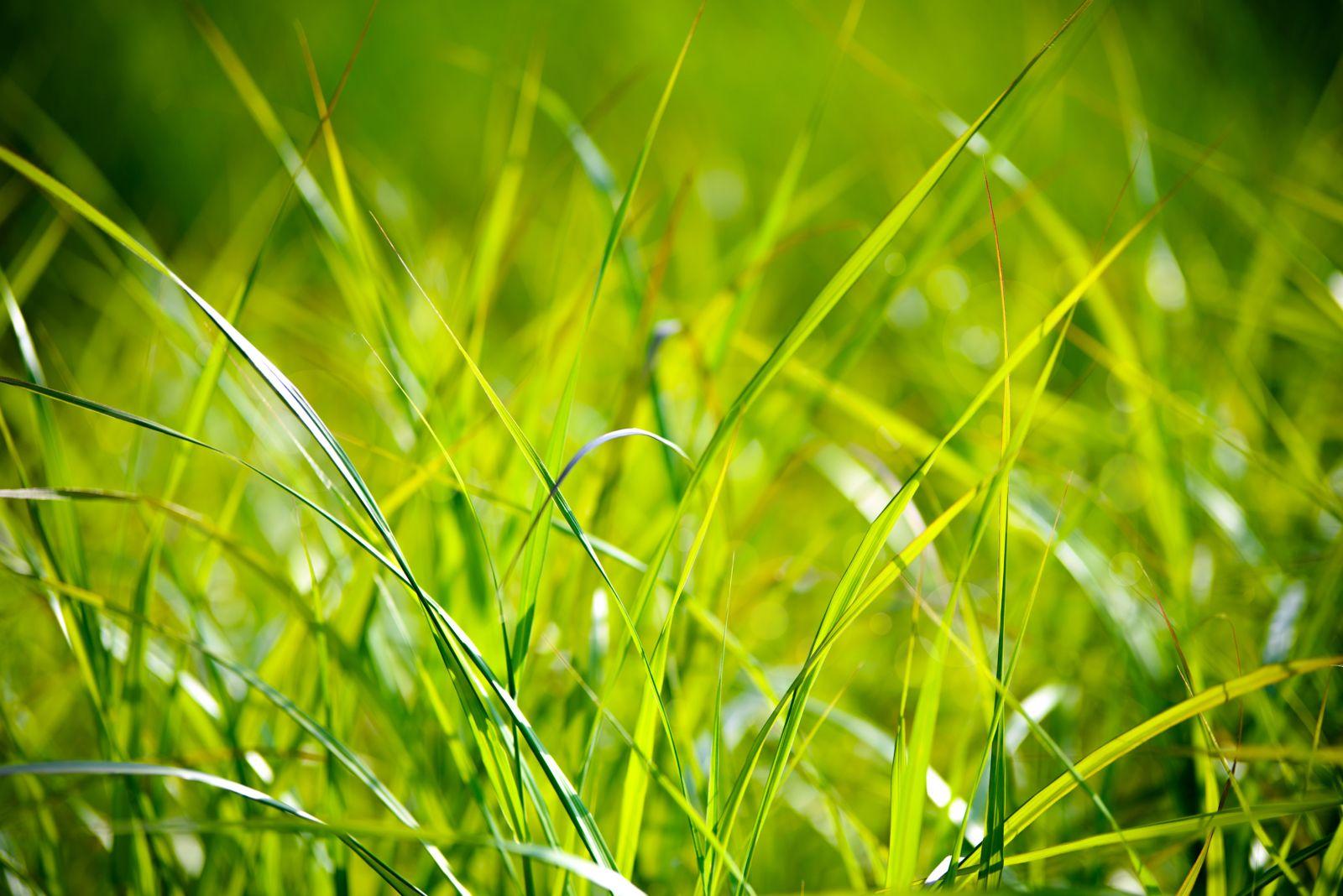 1600x1068 Nature Close Up Macro Grass Plant Green Light Sunny Fresh Wallpaper.com. Best High Quality Wallpaper