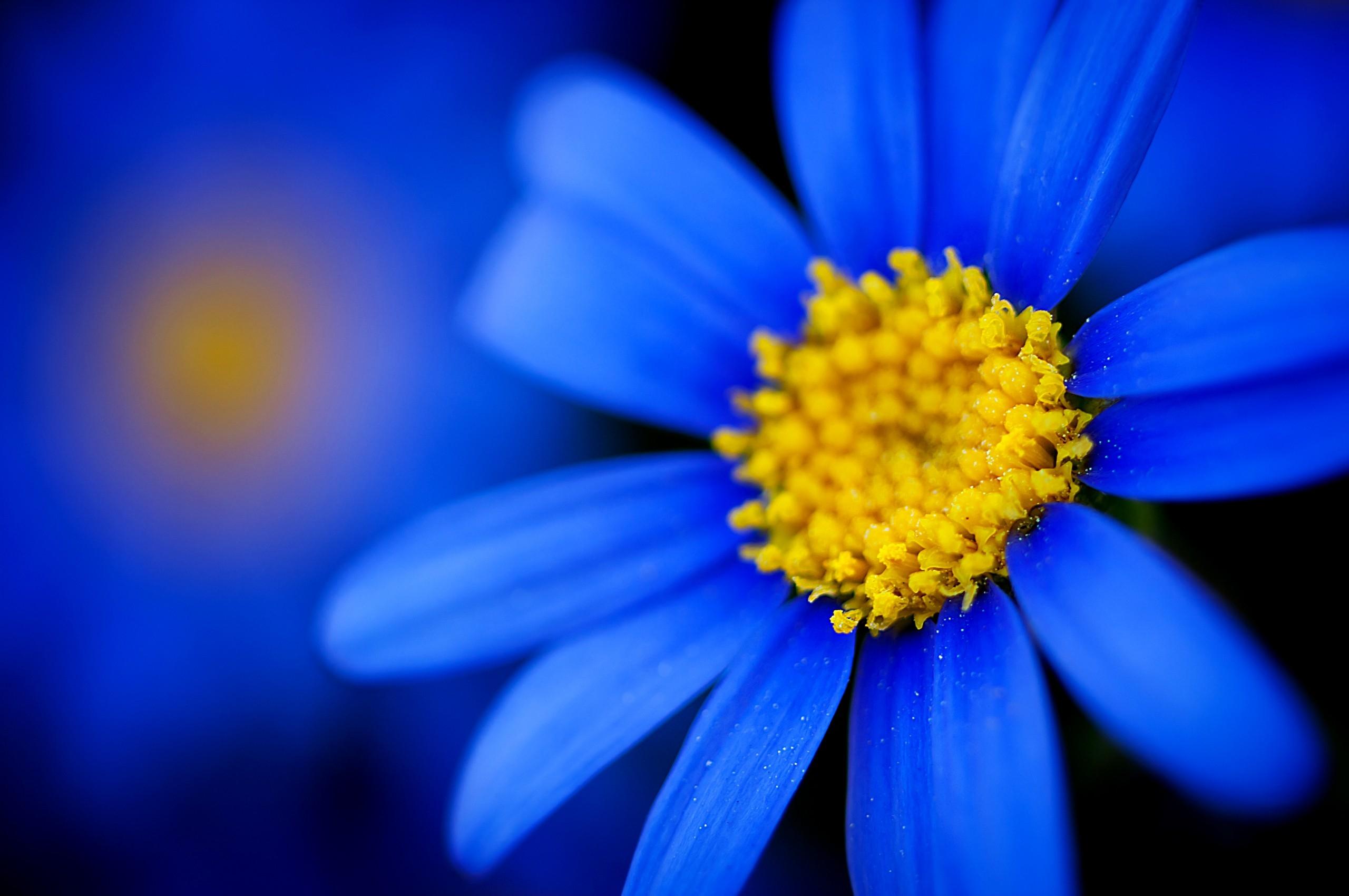 2560x1700 Download Wallpaper, Download 2560x1700 closeup nature flowers macro pollen blue flowers 2560x1700 wallpaper Wallpaper –Free Wallpaper Download