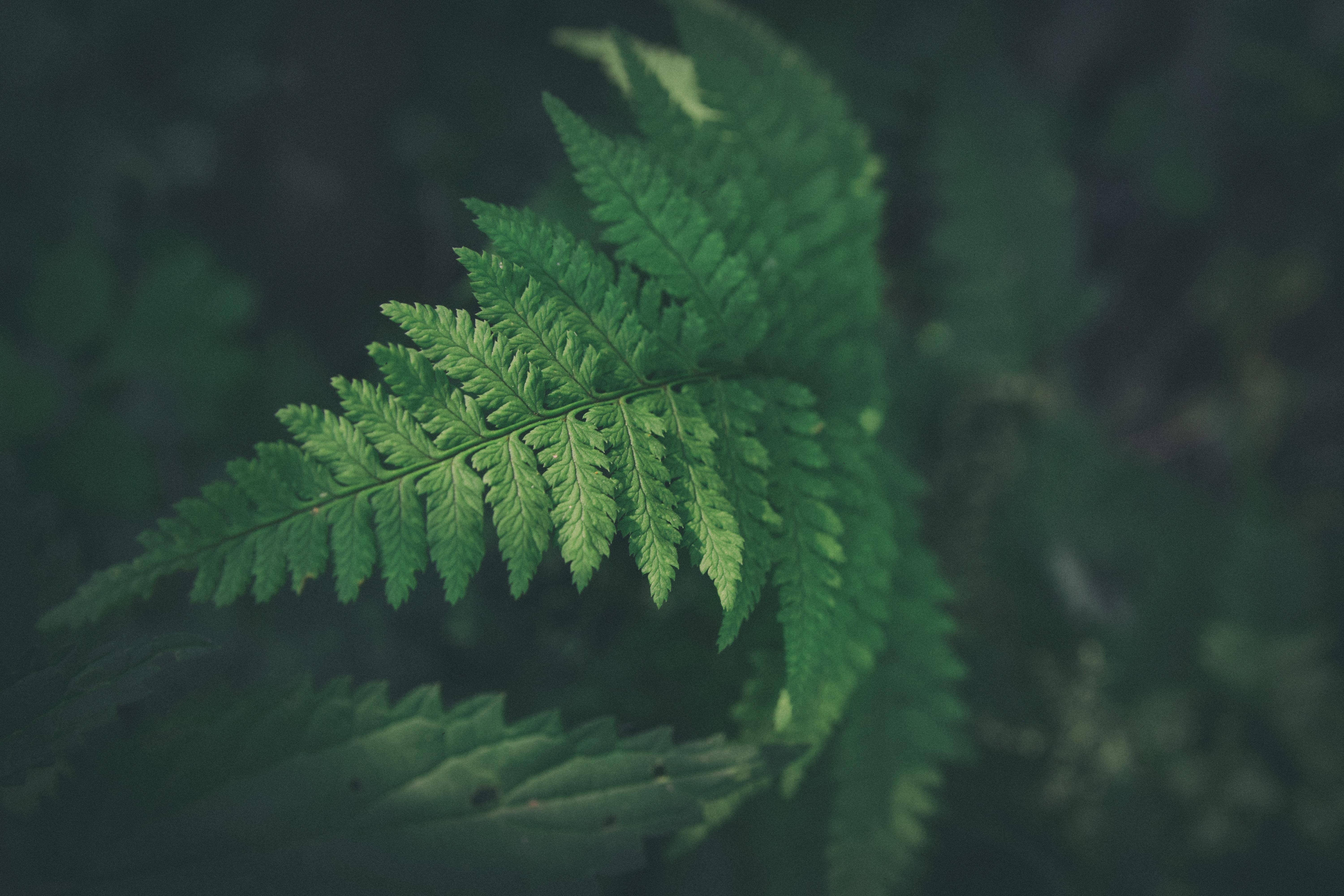 6000x4000 8047x5365 #wallpaper Hd, #dark, #wallpaper, #night, #dark Green, #plant, #moody, #green, #life, #fern, #tree, #flower, #closeup, #nature, # Close Up, #leaf, #detail, #Public Domain Image, #leaves. Mocah HD Wallpaper