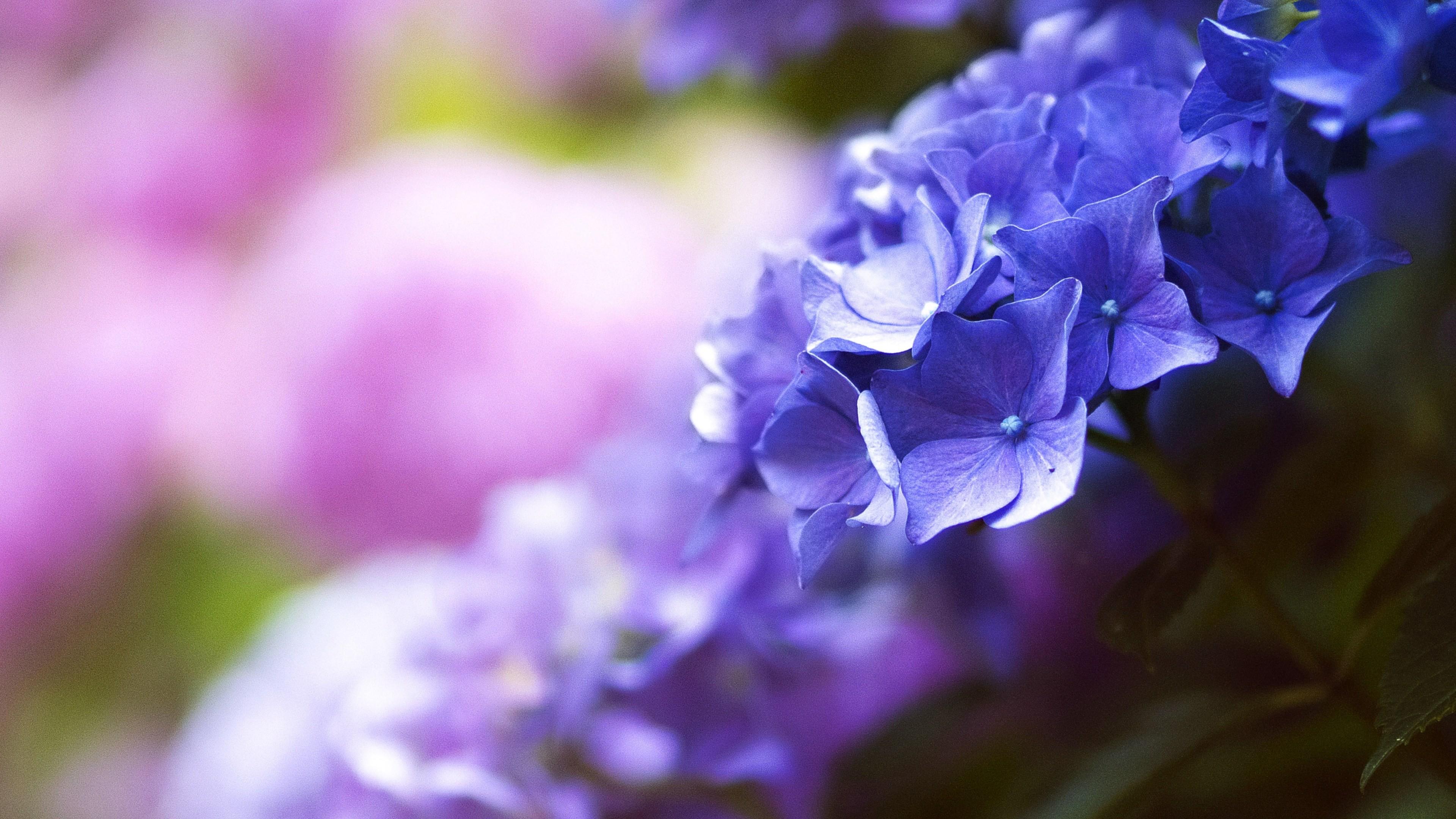 3840x2160 Purple Flower, Close Up, Nature, 4K, 3840x2160 wallpaper. Mocah HD Wallpaper
