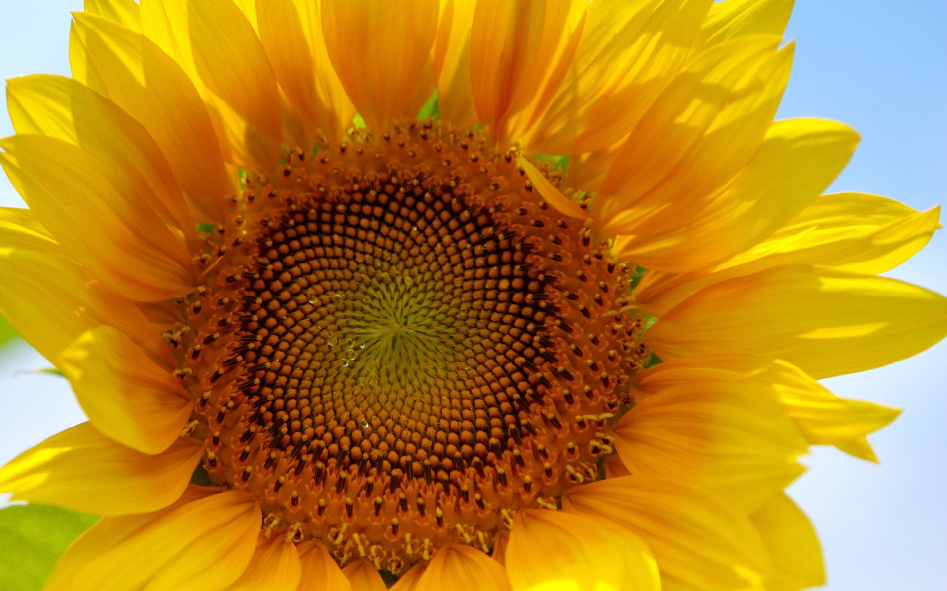 1920x1200 Sunflowers, wallpaper, closeup, picture, nature, flowers, bunch, texture, art, high, papel, sunflower, resolution, beautiful