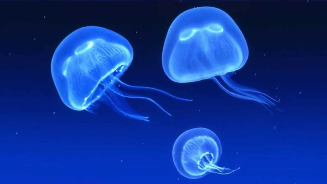 1280x720 Jellyfish Screensaver