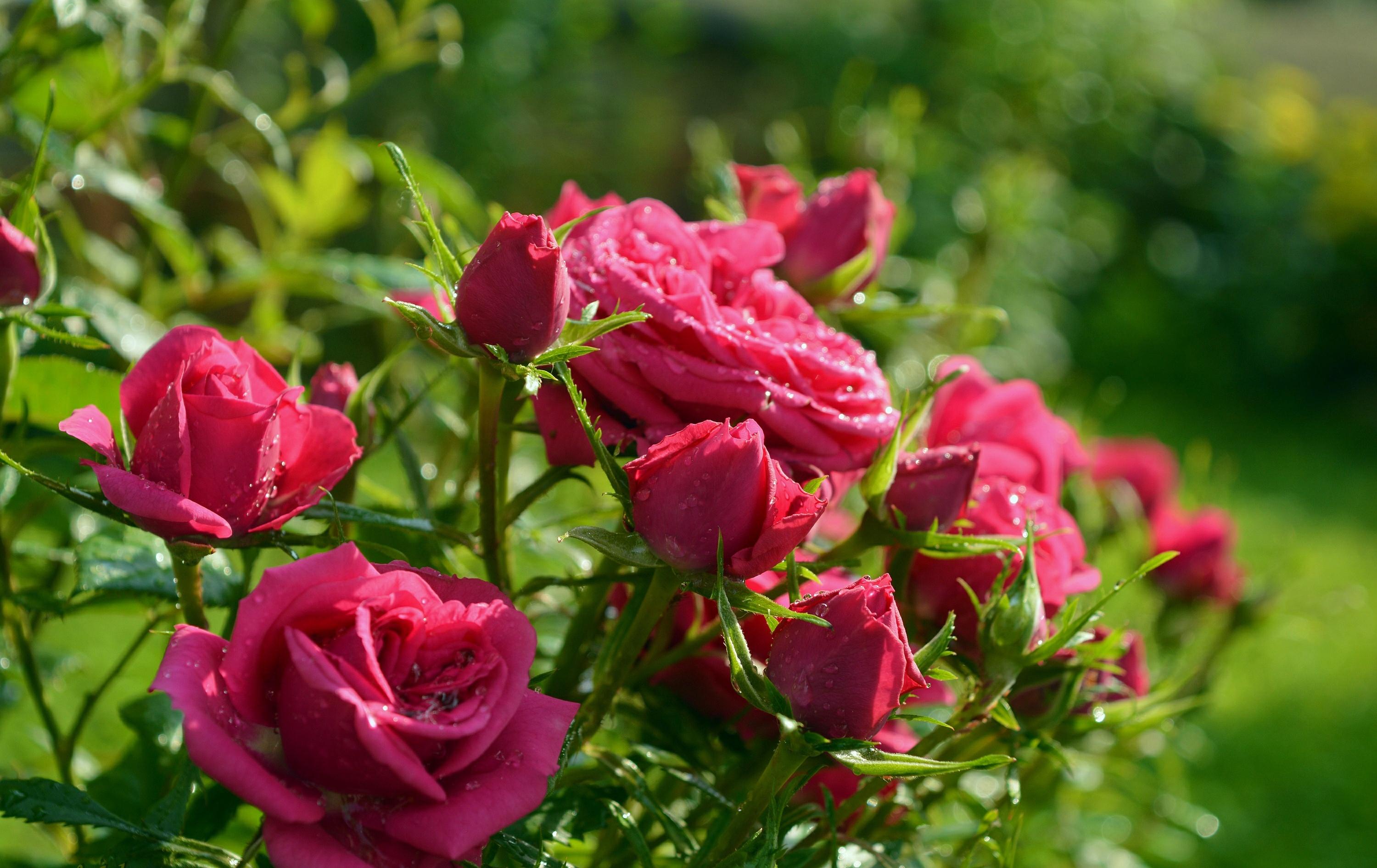 3000x1892 Pink Flower, Nature, Close Up, Flower, Rose, Rose Bush Wallpaper