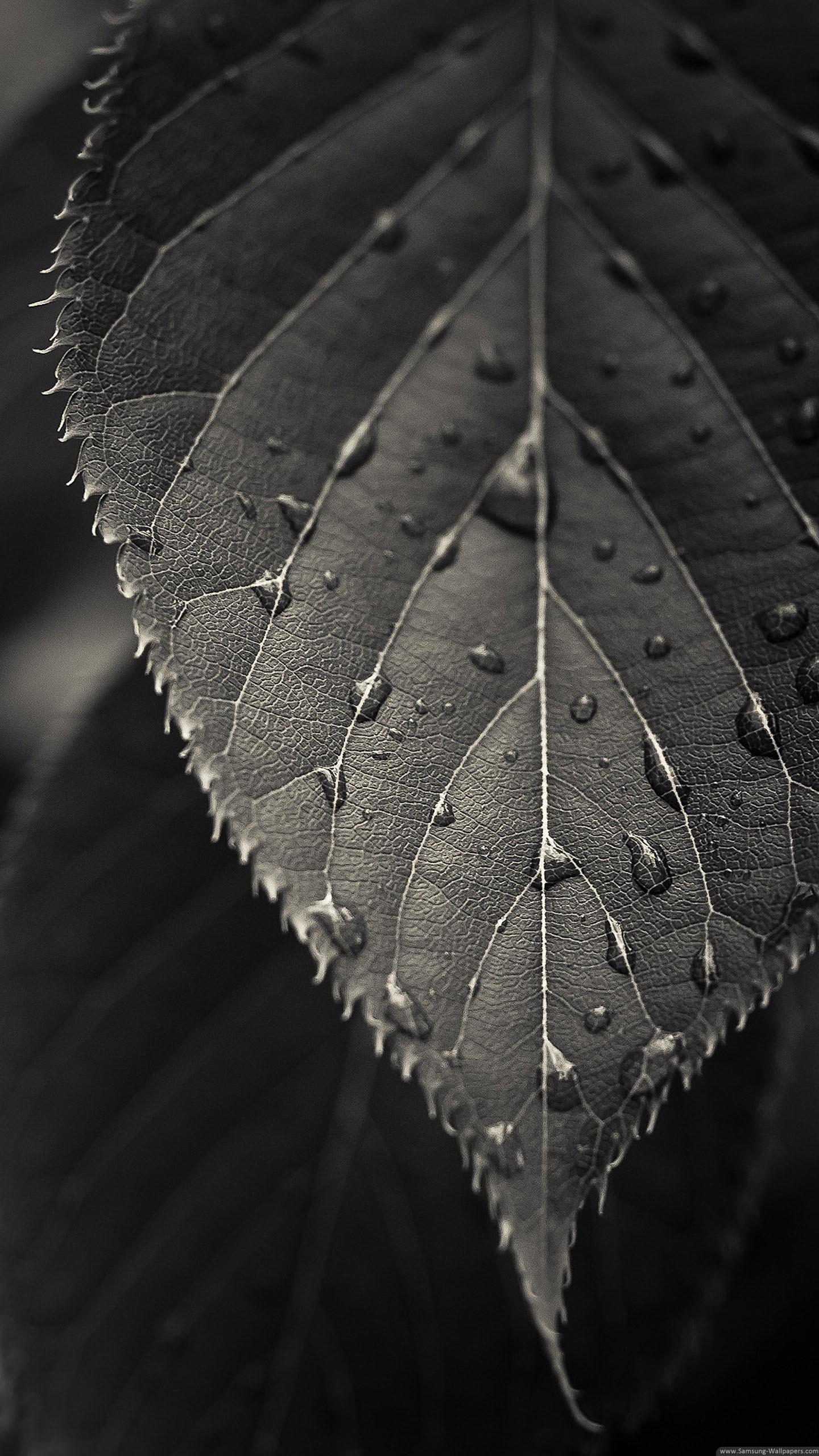 1440x2560 Close Up Wallpaper
