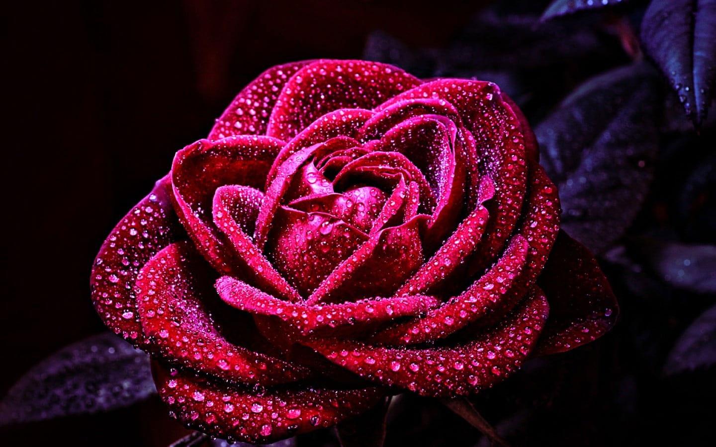 1440x900 Red Rose Flower Wallpaper, Flowers, Nature, Macro, Close Up, Plant, Freshness • Wallpaper For You HD Wallpaper For Desktop & Mobile