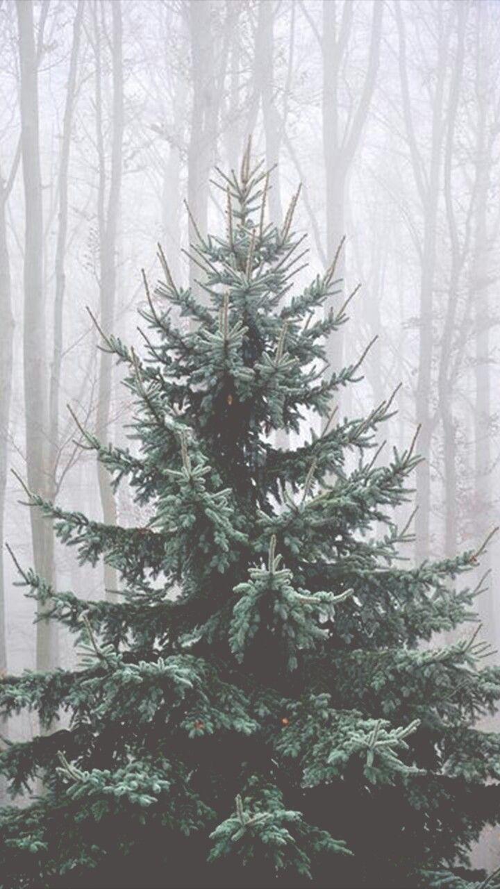 720x1280 Christmas Tree iPhone Wallpaper