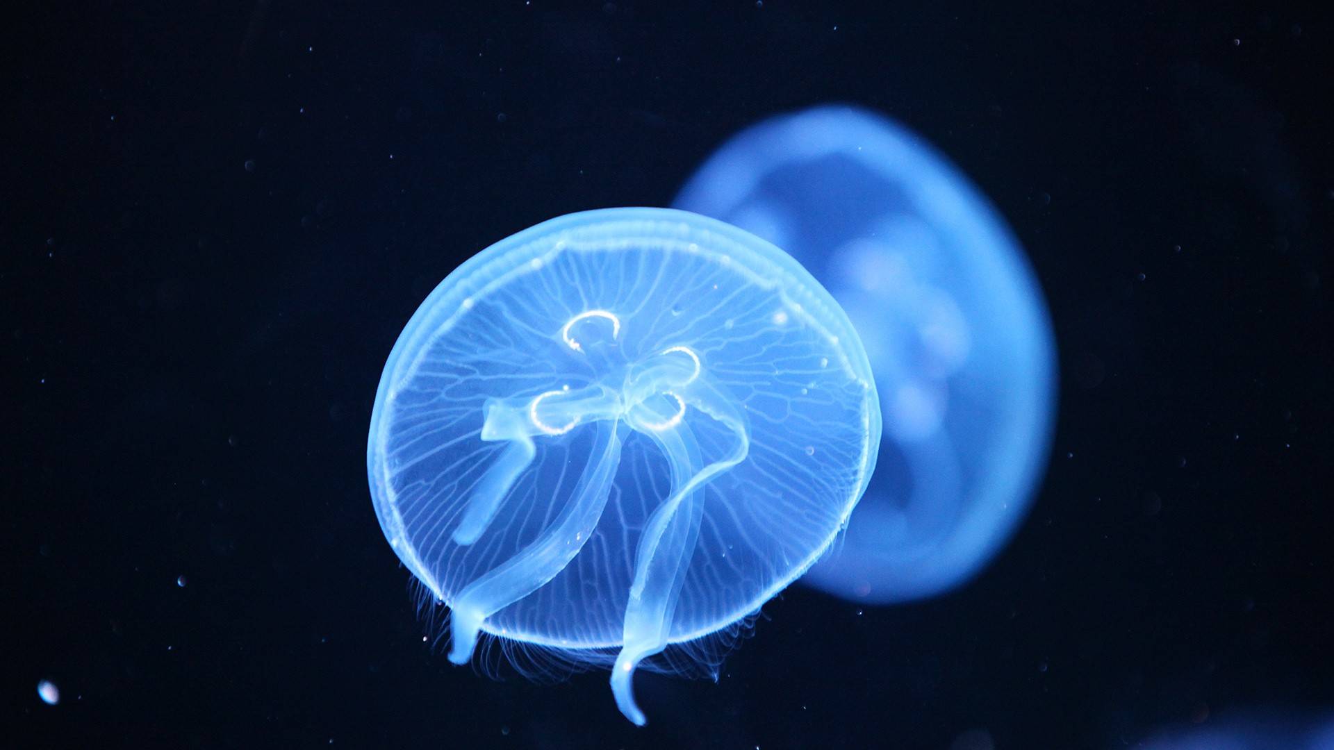 1920x1080 Jellyfish hình nền (38 ảnh)