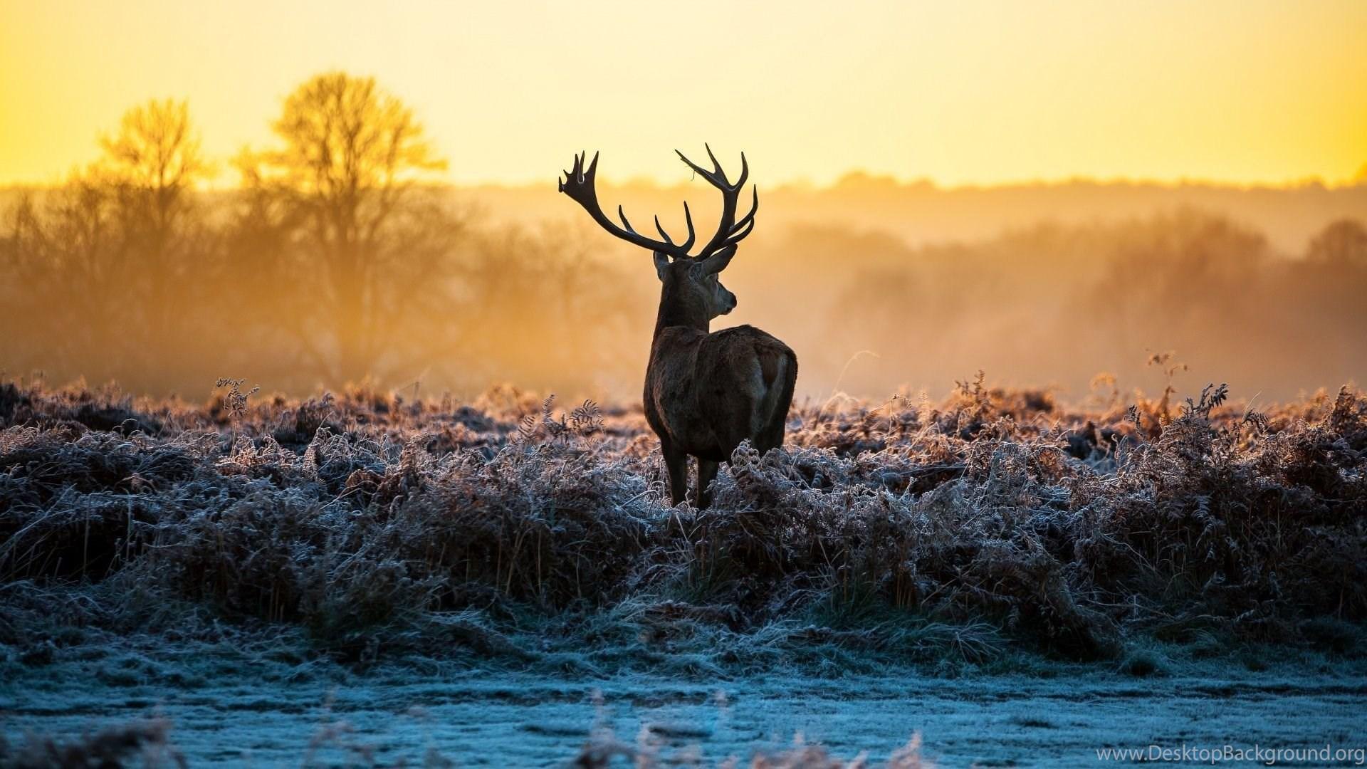 1920x1080 Deer HD Wallpaper Free Download Tremendous Wallpaper Desktop Background