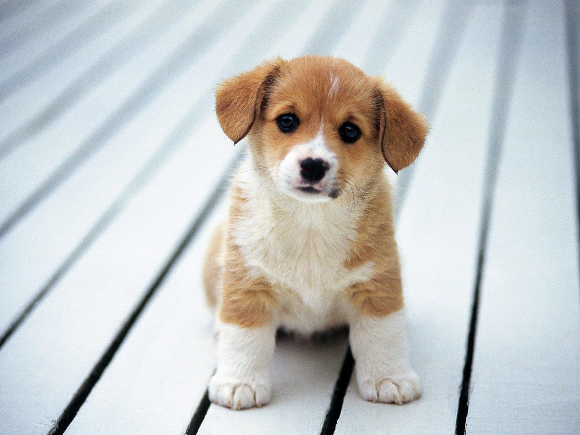 1920x1440 Cute Baby Dogs Wallpaper