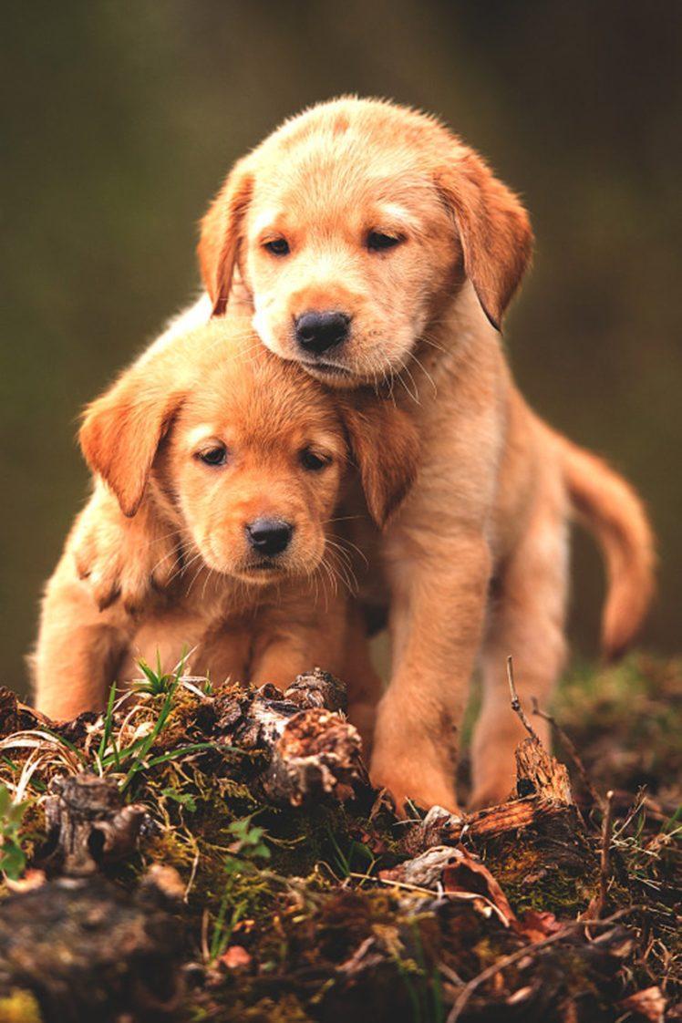 Cute Baby Dogs Desktop Wallpapers - Top Free Cute Baby ...