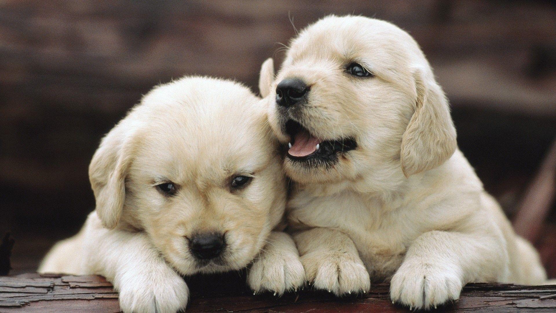 1920x1080 Cute Puppy Desktop Wallpaper
