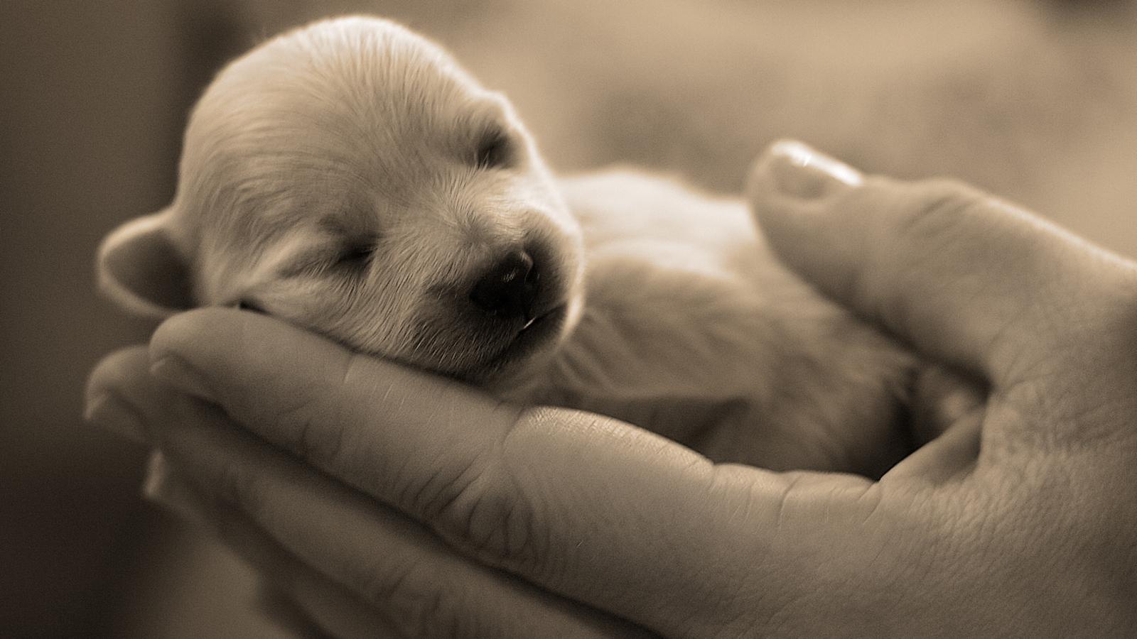 1600x900 Free download Cute Dogs Wallpaper HD Picture Freetopwallpapercom [1600x900] for your Desktop, Mobile & Tablet. Explore Cute Baby Dog Wallpaper. Sweet Babies Wallpaper, Cute Babies Wallpaper Free Download, Cute